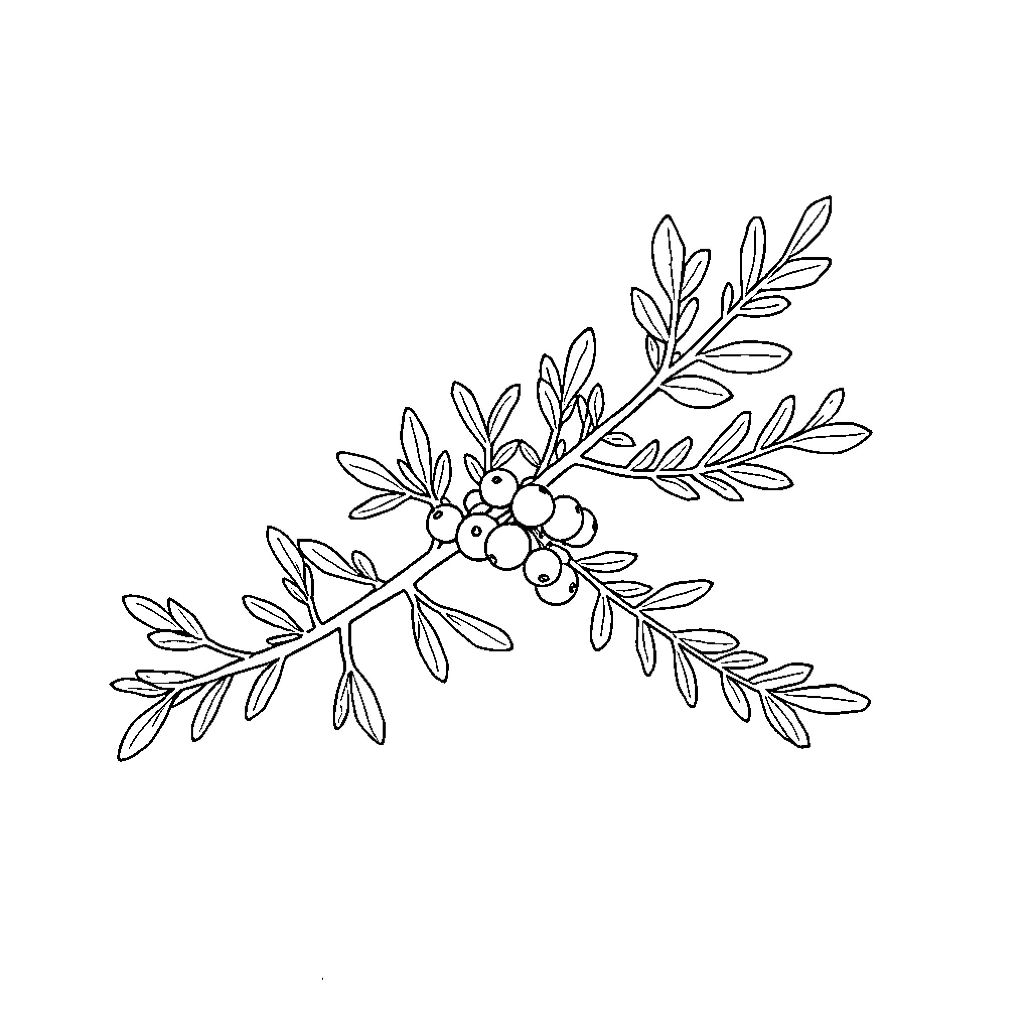 Juniper branch with berries Coloring Page (free black-and-white line drawing printable PDF for all, from beginners to advanced learners, including children, teens, adults, and seniors)