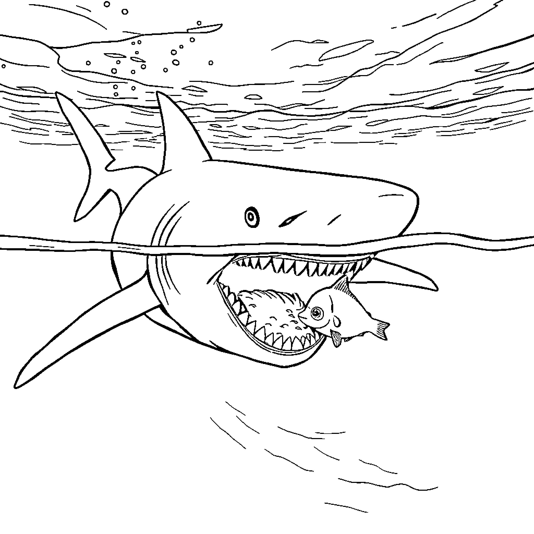 Shark hunting its prey in the ocean Coloring Page (free black-and-white line drawing printable PDF for all, from beginners to advanced learners, including children, teens, adults, and seniors)