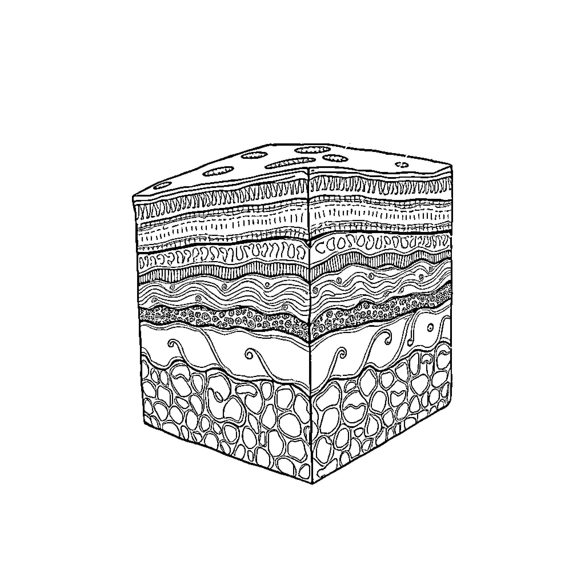 Epidermis cross-section with intricate patterns Coloring Page (free black-and-white line drawing printable PDF for all, from beginners to advanced learners, including children, teens, adults, and seniors)