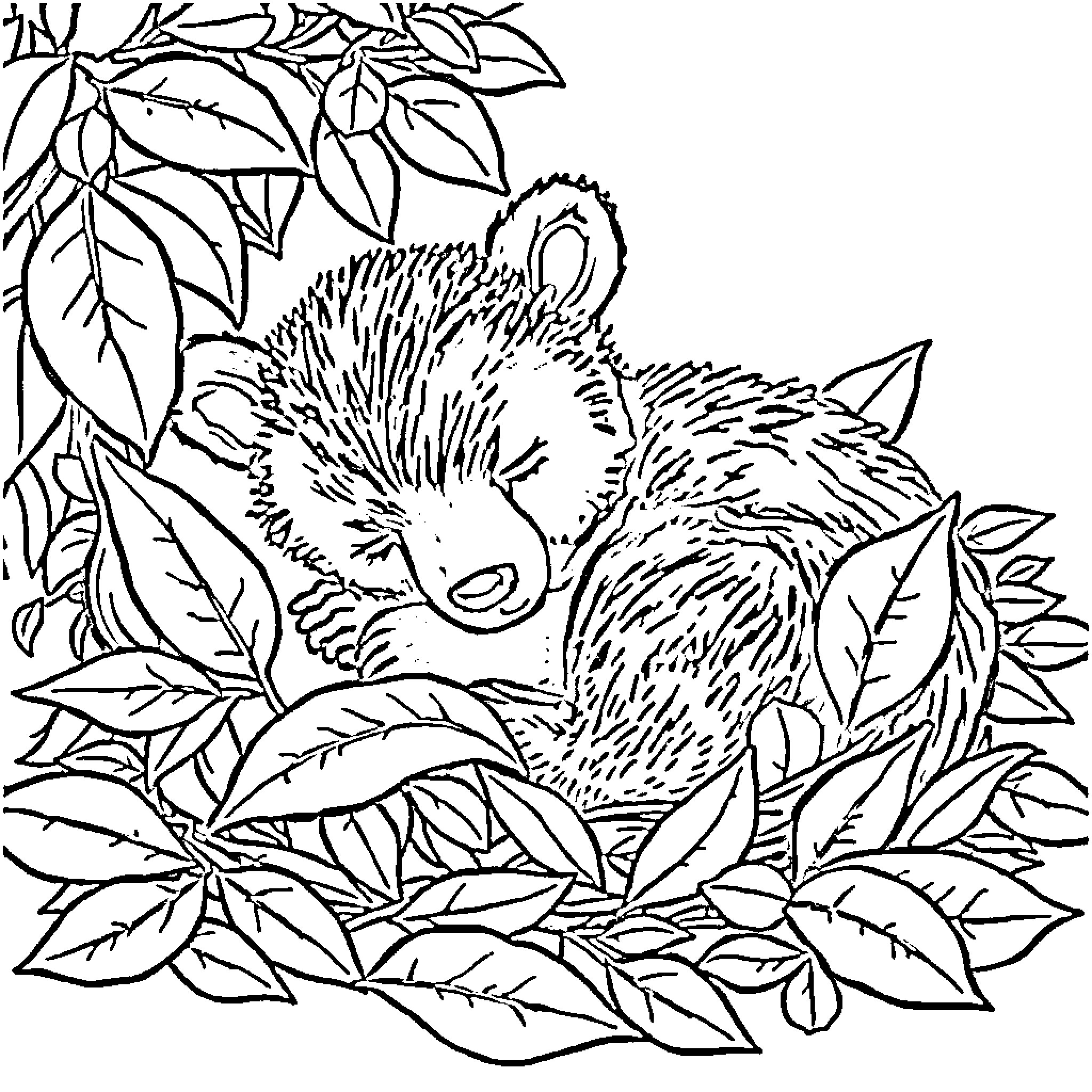 Bear sleeping peacefully in the foliage Coloring Page (free black-and-white line drawing printable PDF for all, from beginners to advanced learners, including children, teens, adults, and seniors)