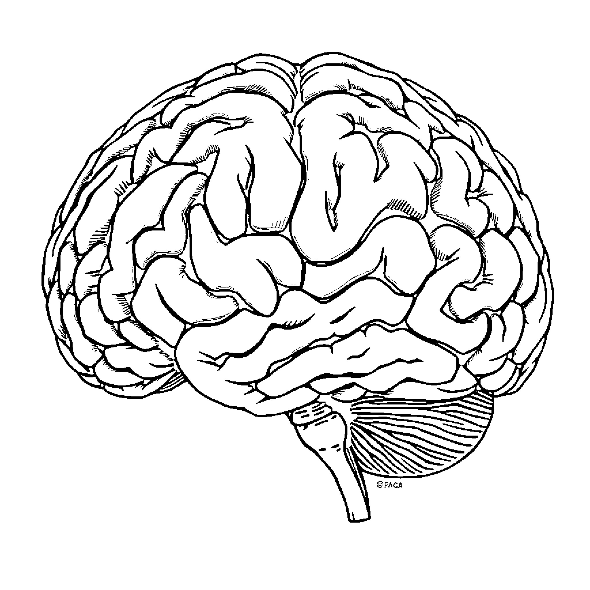 Brain exploring the intricate folds and structures Coloring Page (free black-and-white line drawing printable PDF for all, from beginners to advanced learners, including children, teens, adults, and seniors)