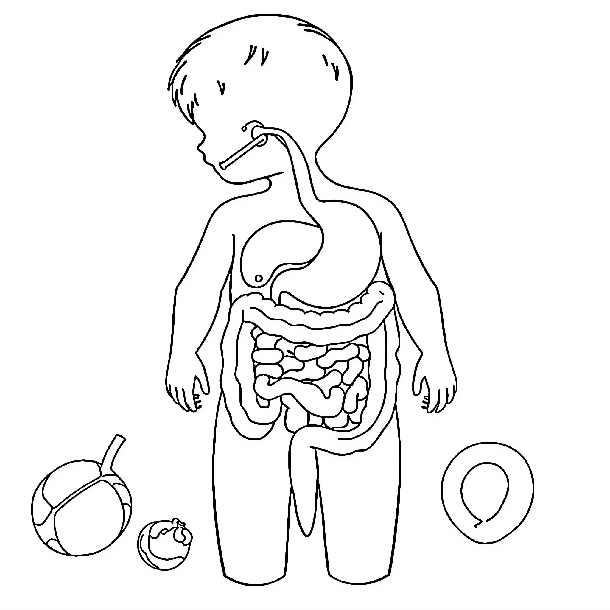 Digestive System Anatomy Illustration Coloring Page (free black-and-white line drawing printable PDF for all, from beginners to advanced learners, including children, teens, adults, and seniors)