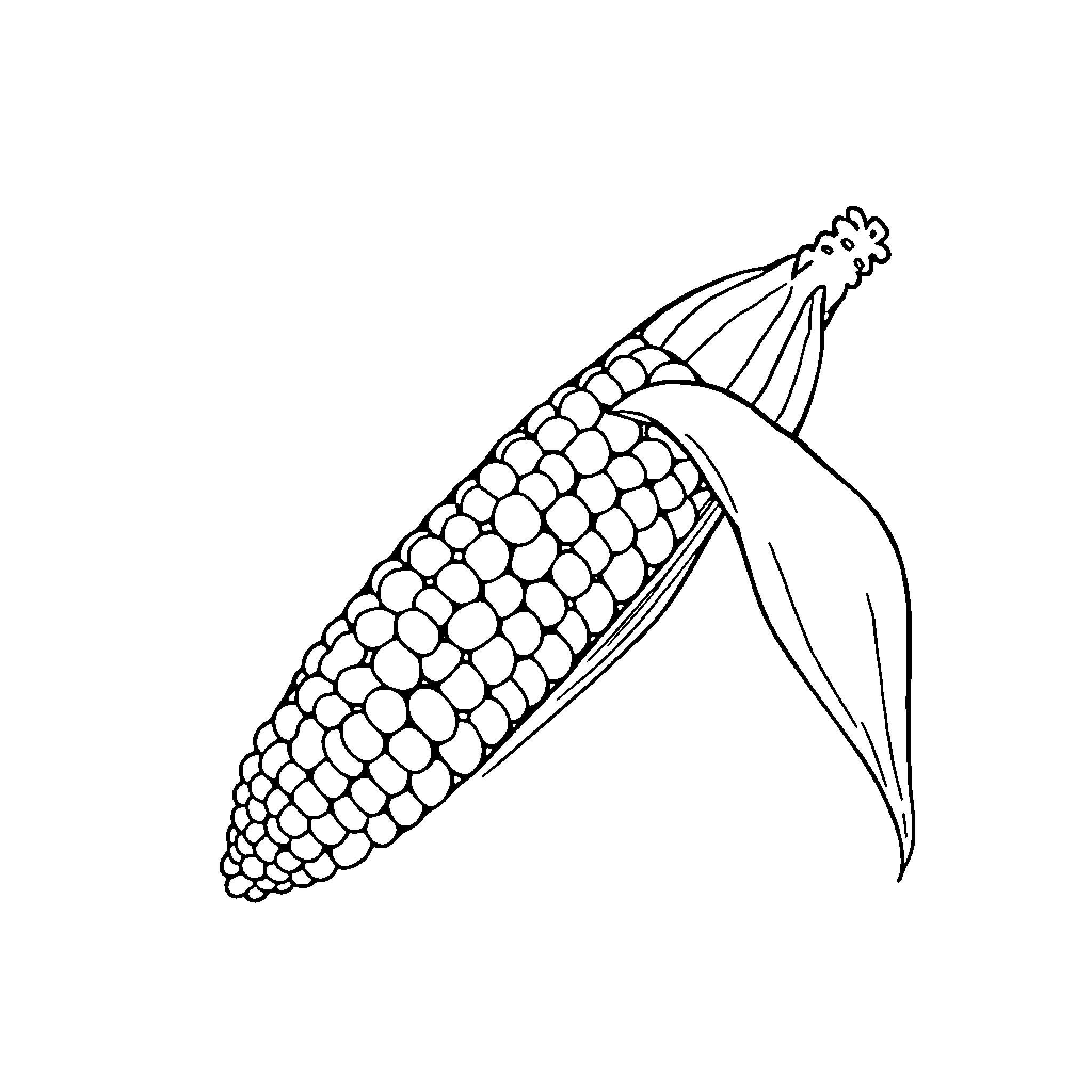 Corn cob with detailed kernels Coloring Page (free black-and-white line drawing printable PDF for all, from beginners to advanced learners, including children, teens, adults, and seniors)