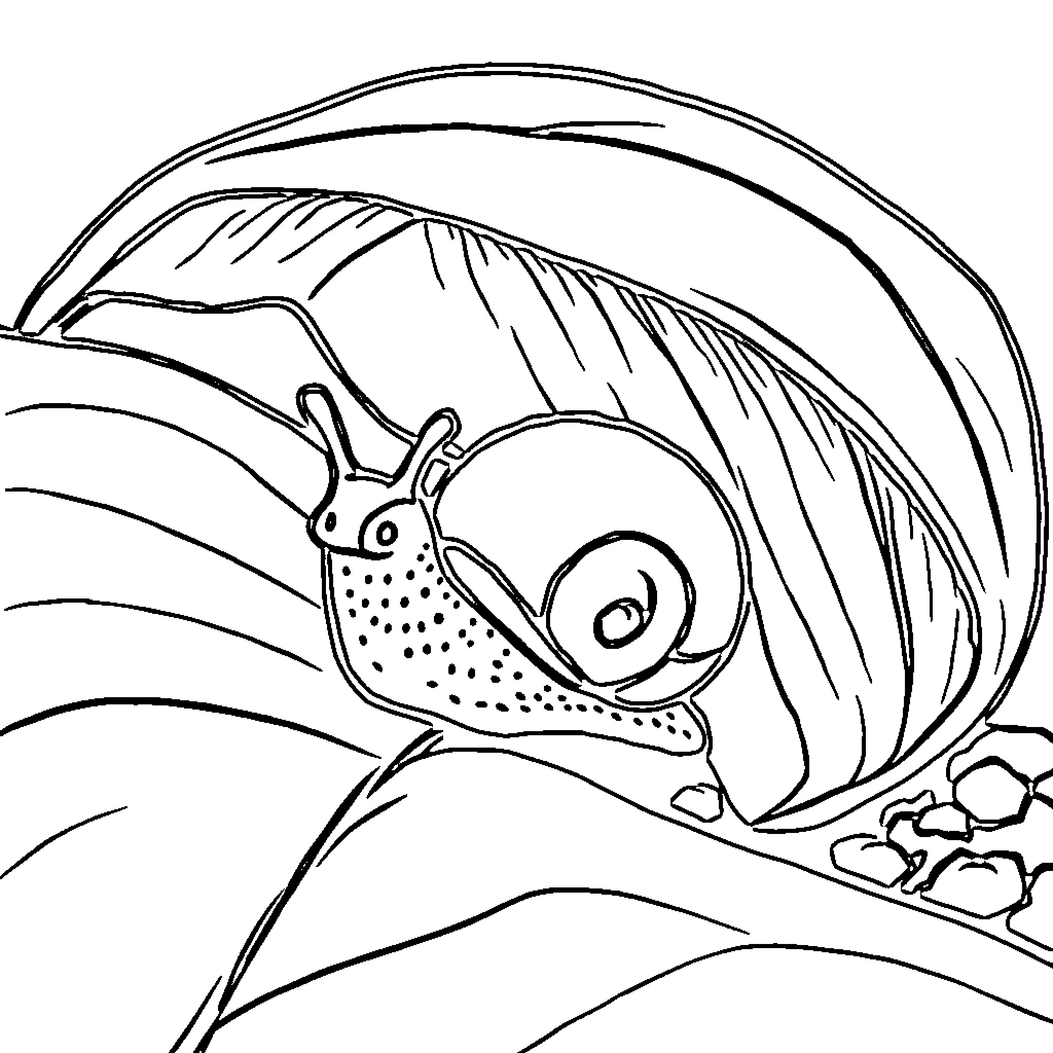 Snail climbing up a leaf in nature Coloring Page (free black-and-white line drawing printable PDF for all, from beginners to advanced learners, including children, teens, adults, and seniors)