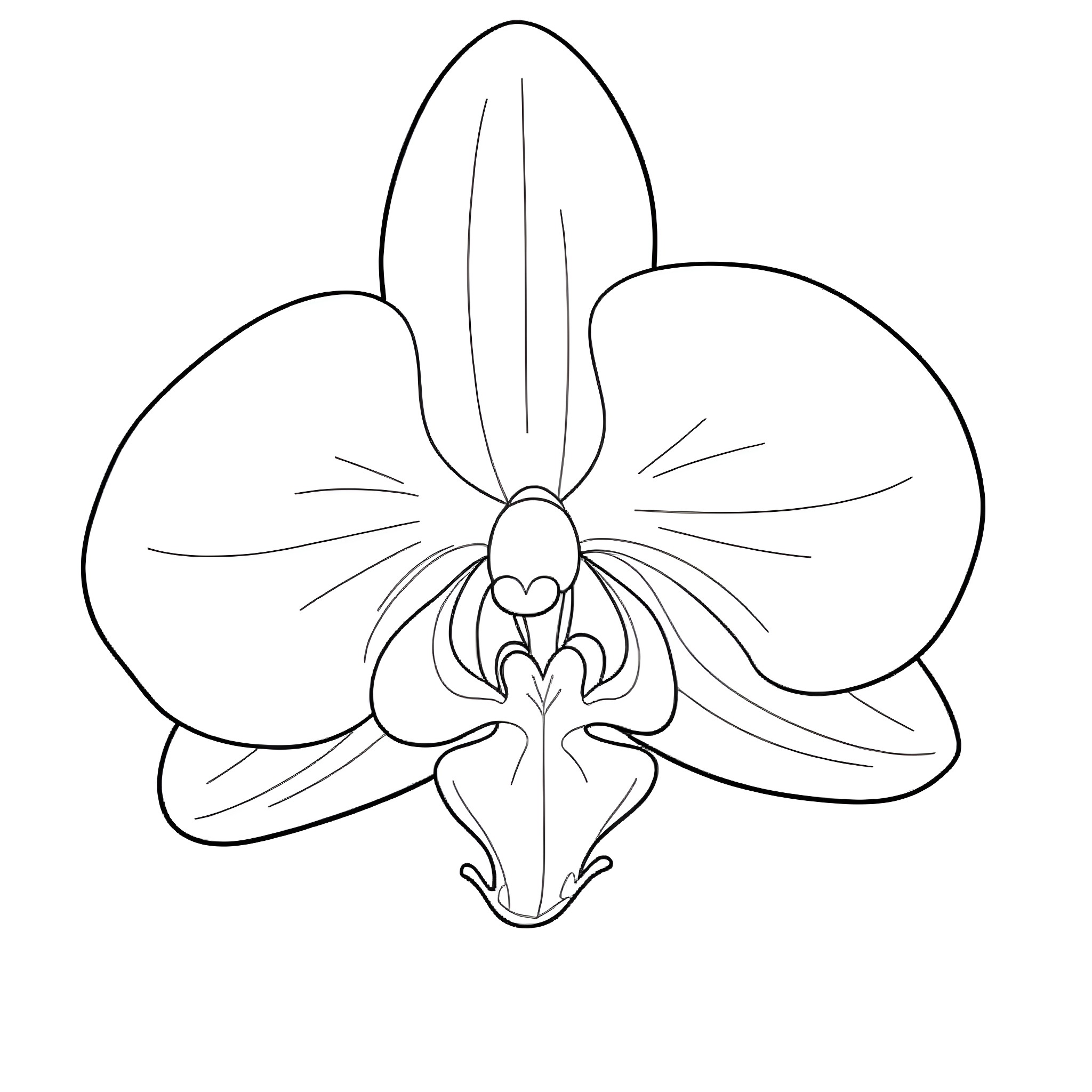 Orchid with intricate petals and center Coloring Page (free black-and-white line drawing printable PDF for all, from beginners to advanced learners, including children, teens, adults, and seniors)