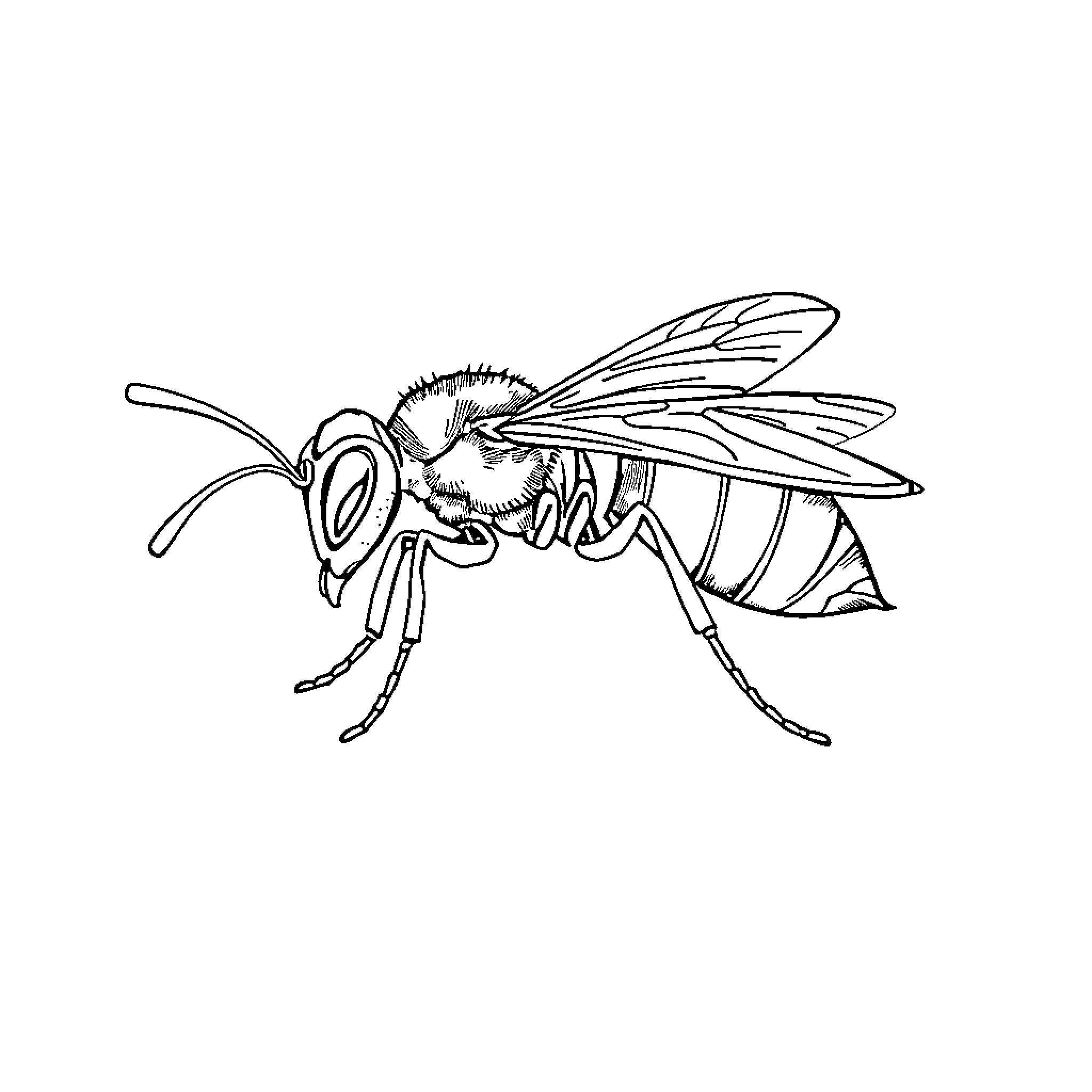 Ant worker busy with its tasks Coloring Page (free black-and-white line drawing printable PDF for all, from beginners to advanced learners, including children, teens, adults, and seniors)
