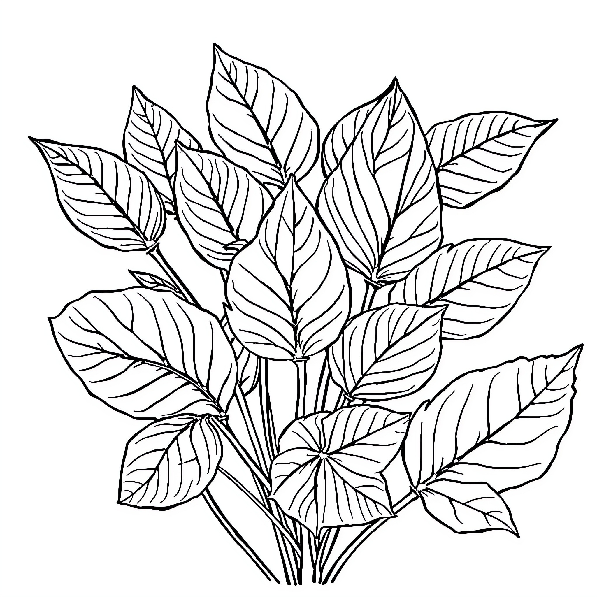Leaf Arrangement in Botanical Illustration Coloring Page (free black-and-white line drawing printable PDF for all, from beginners to advanced learners, including children, teens, adults, and seniors)