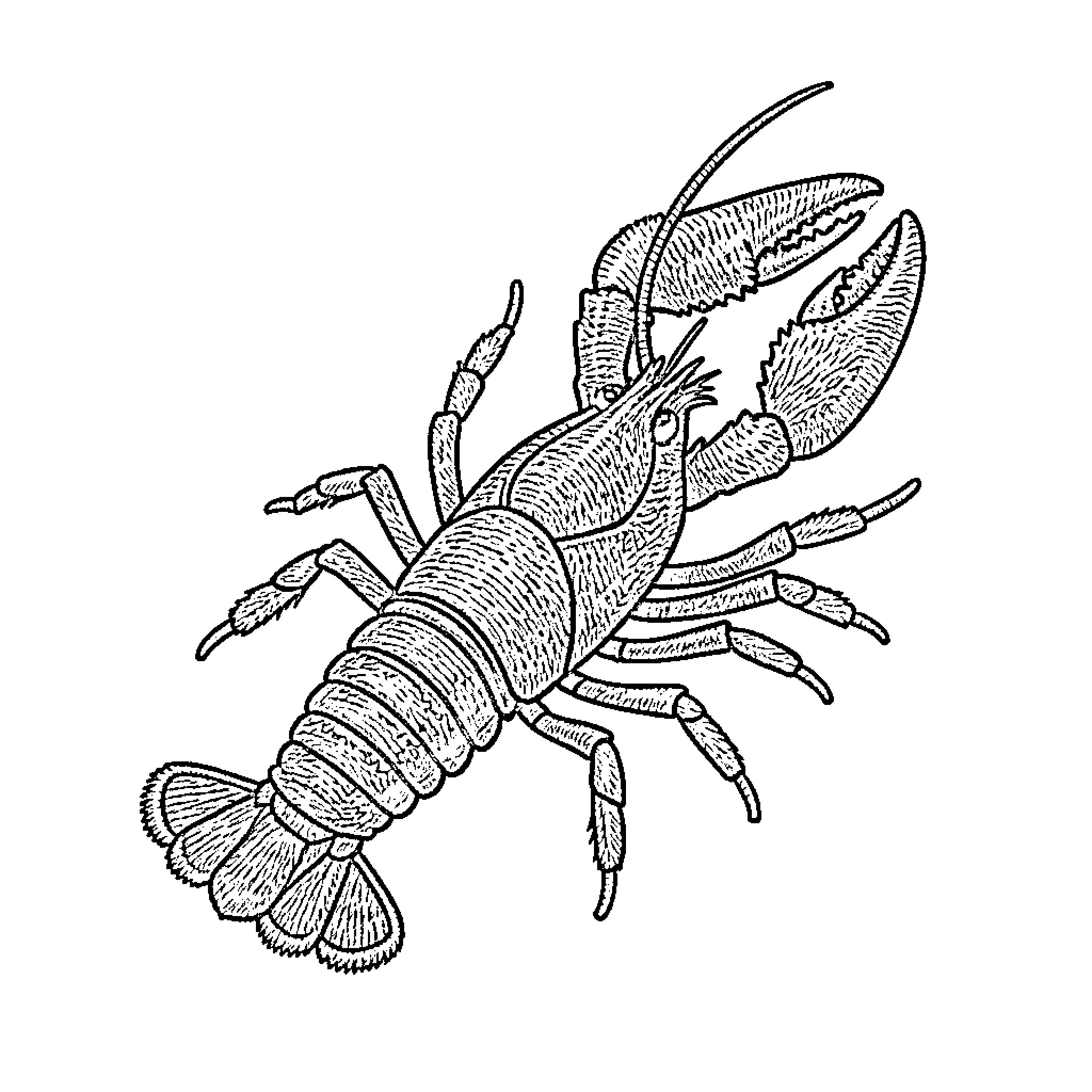 Lobster with detailed exoskeleton and appendages Coloring Page (free black-and-white line drawing printable PDF for all, from beginners to advanced learners, including children, teens, adults, and seniors)