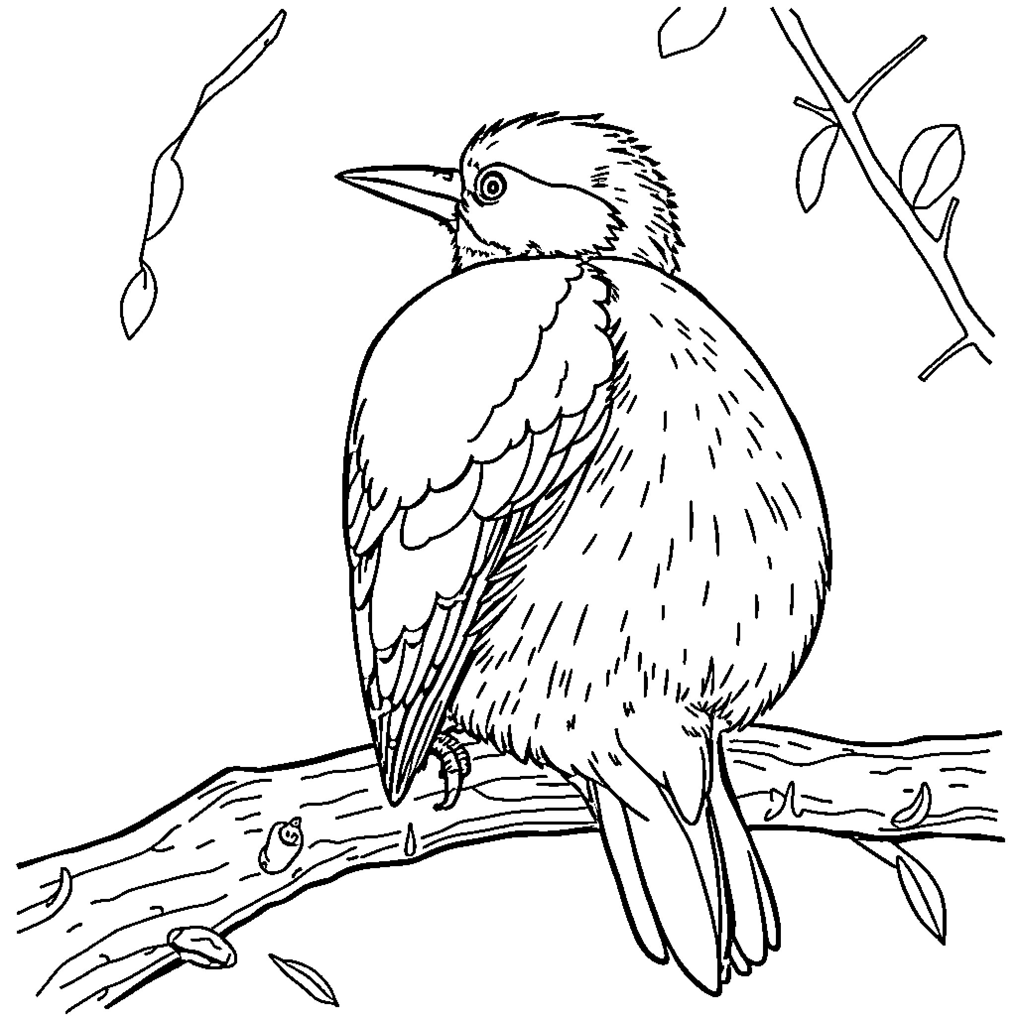 Woodpecker perched on tree branch Coloring Page (free black-and-white line drawing printable PDF for all, from beginners to advanced learners, including children, teens, adults, and seniors)