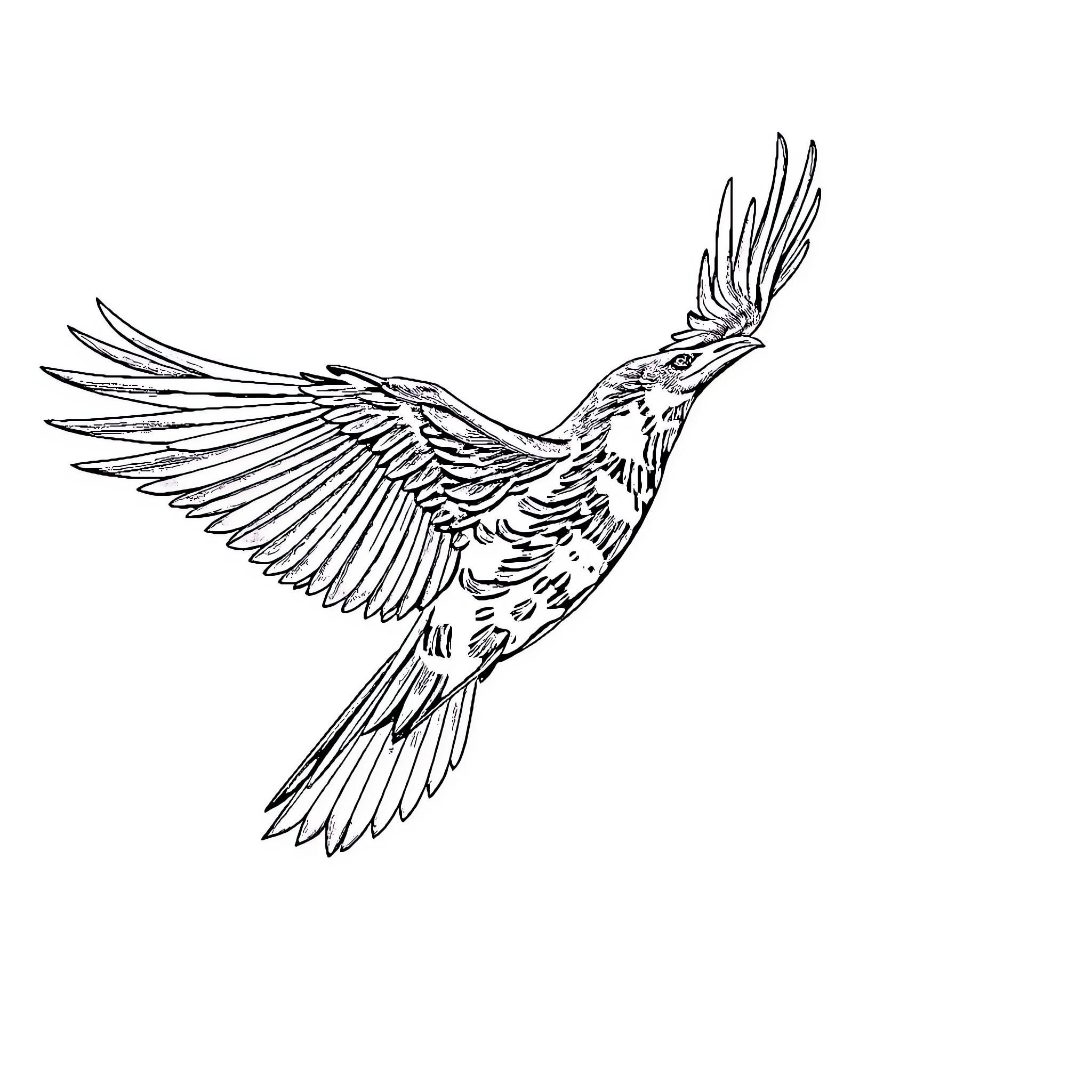 Aarakocra bird in flight with outstretched wings Coloring Page (free black-and-white line drawing printable PDF for all, from beginners to advanced learners, including children, teens, adults, and seniors)