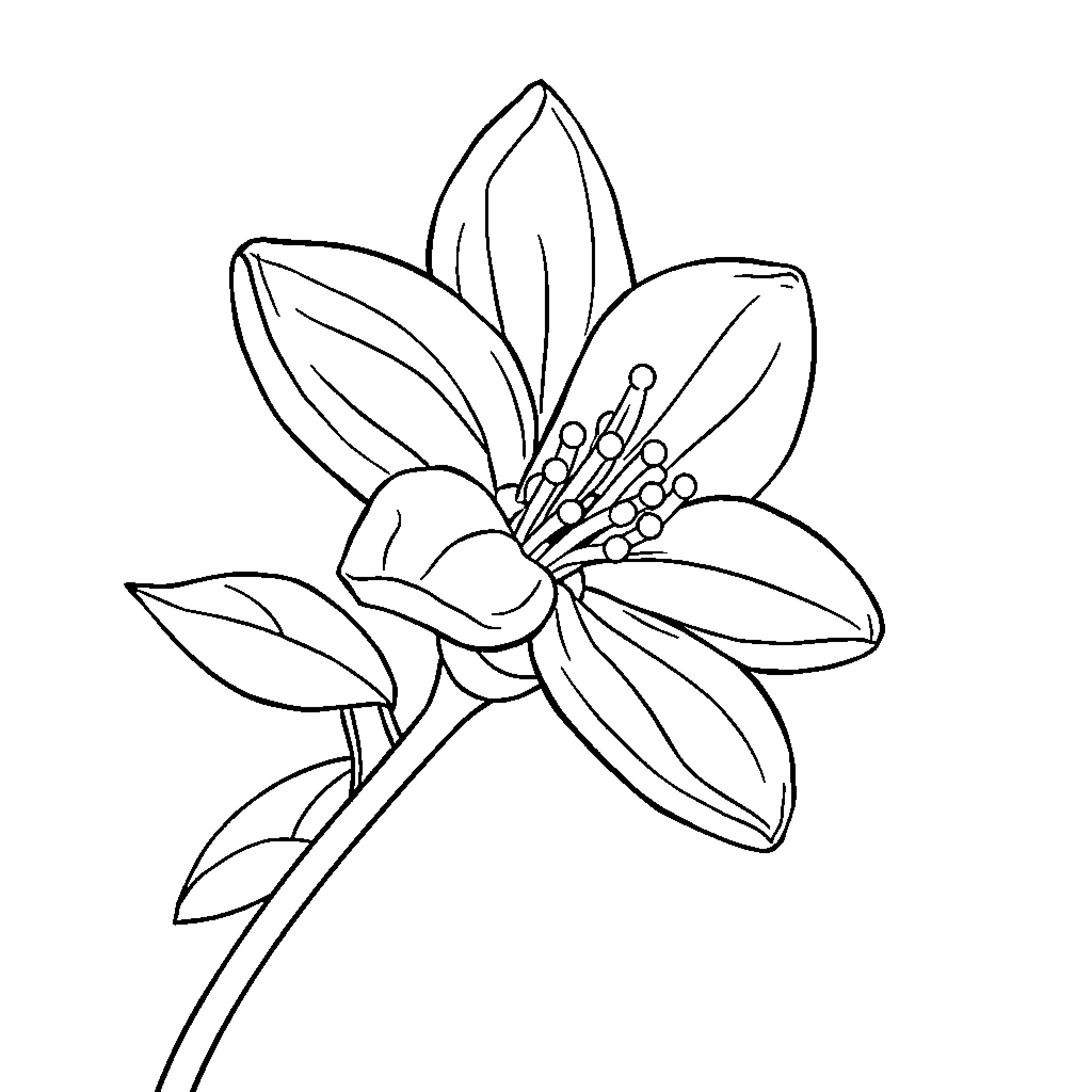 Jasmine flower in simple line drawing Coloring Page (free black-and-white line drawing printable PDF for all, from beginners to advanced learners, including children, teens, adults, and seniors)