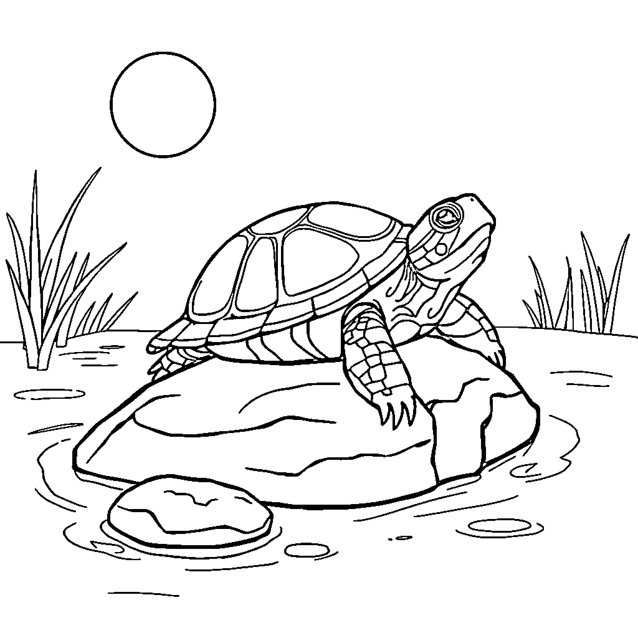 Turtle swimming in a pond Coloring Page (free black-and-white line drawing printable PDF for all, from beginners to advanced learners, including children, teens, adults, and seniors)
