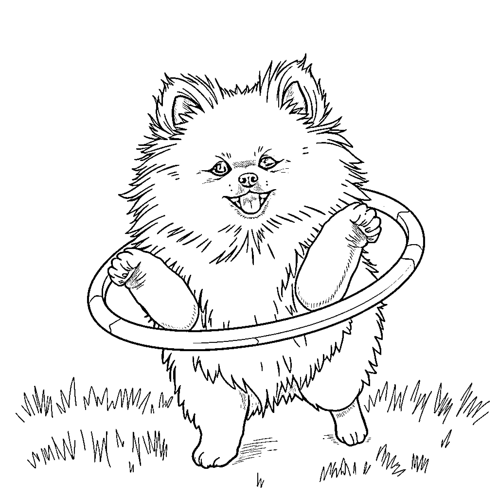 Pomeranian playing with a hoop in the grass Coloring Page (free black-and-white line drawing printable PDF for all, from beginners to advanced learners, including children, teens, adults, and seniors)