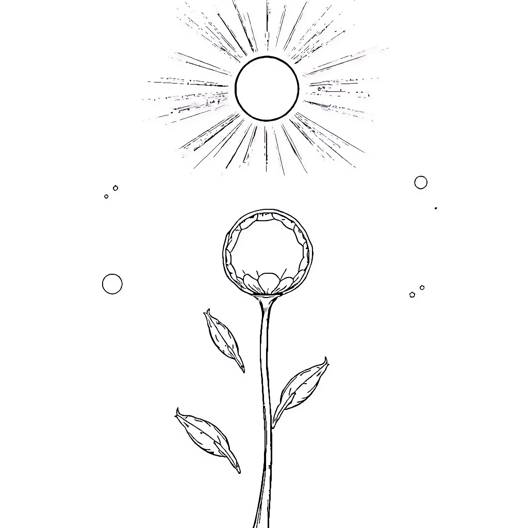 Seed flowering in the sunlight Coloring Page (free black-and-white line drawing printable PDF for all, from beginners to advanced learners, including children, teens, adults, and seniors)