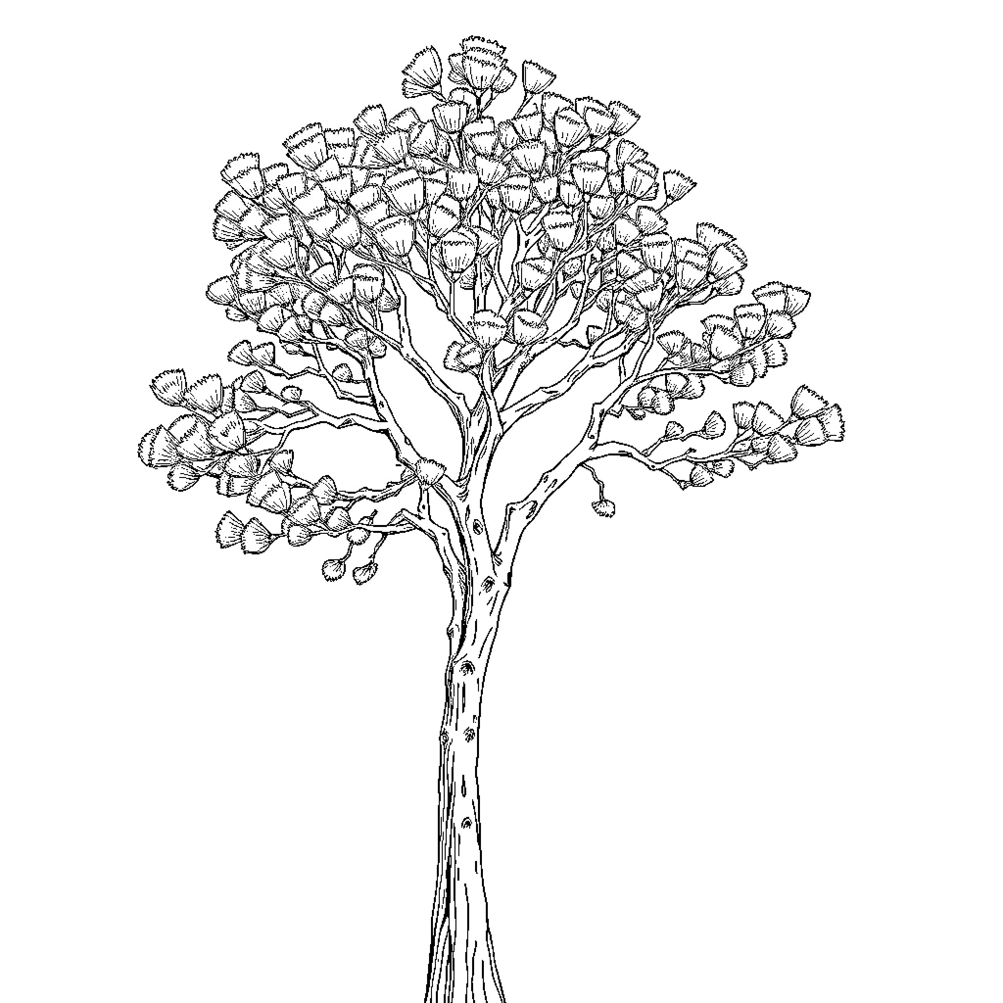 Acacia tree with intricate floral details Coloring Page (free black-and-white line drawing printable PDF for all, from beginners to advanced learners, including children, teens, adults, and seniors)