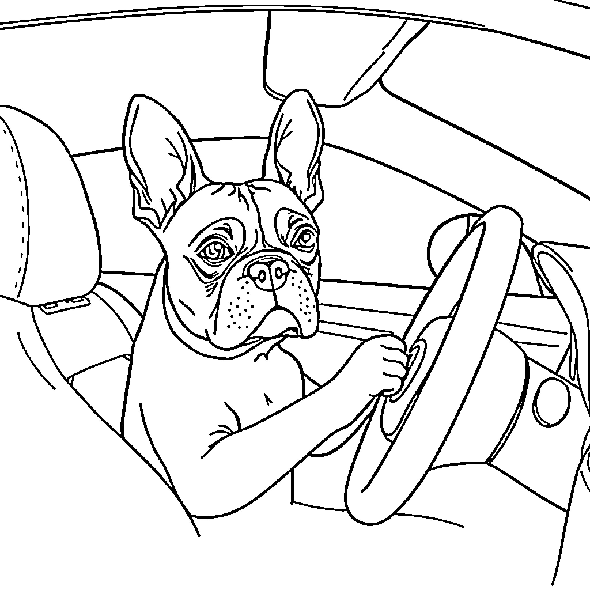 Boston Terrier driving in a car Coloring Page (free black-and-white line drawing printable PDF for all, from beginners to advanced learners, including children, teens, adults, and seniors)