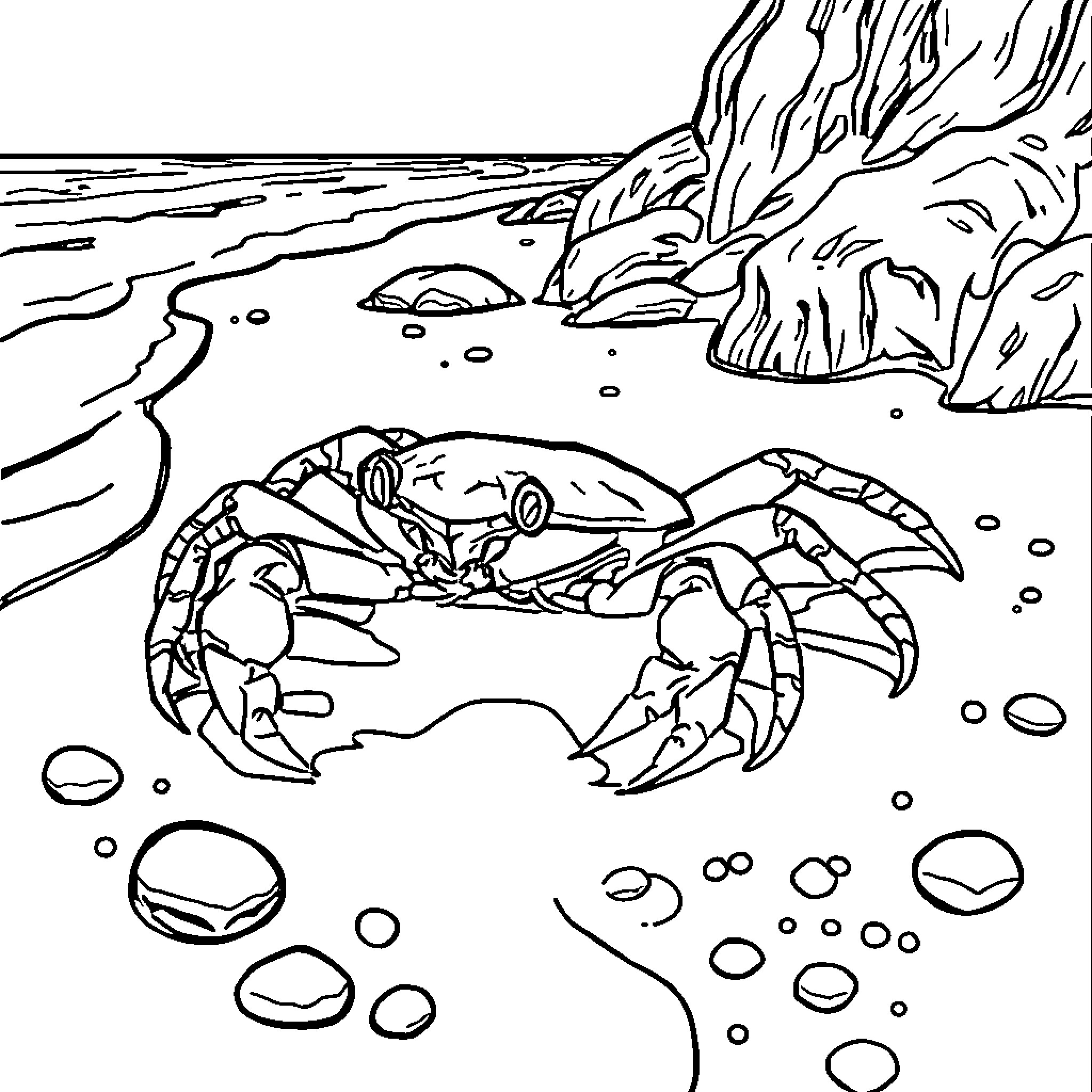 Mud Crab scuttling on the beach Coloring Page (free black-and-white line drawing printable PDF for all, from beginners to advanced learners, including children, teens, adults, and seniors)