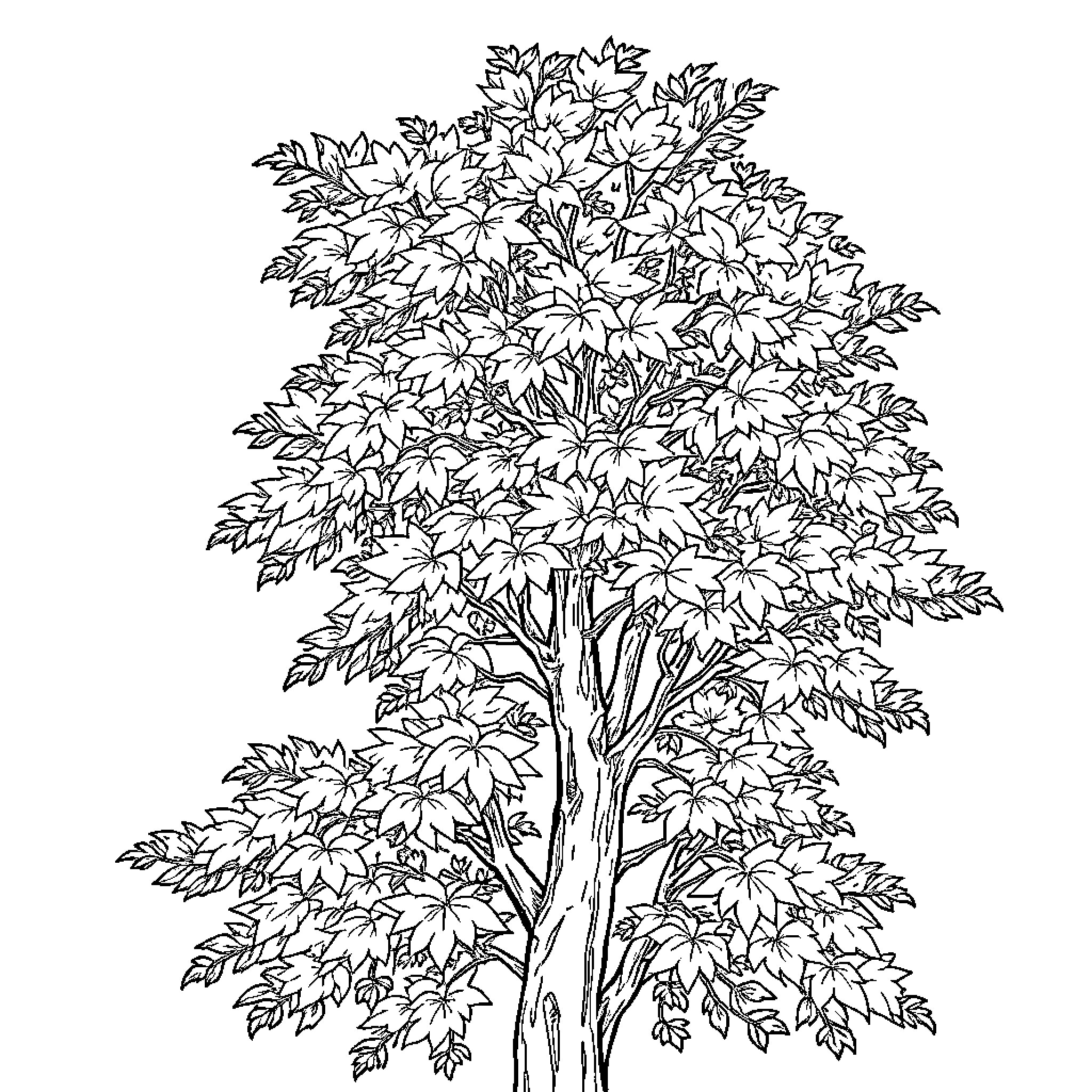 Tree with lush foliage Coloring Page (free black-and-white line drawing printable PDF for all, from beginners to advanced learners, including children, teens, adults, and seniors)