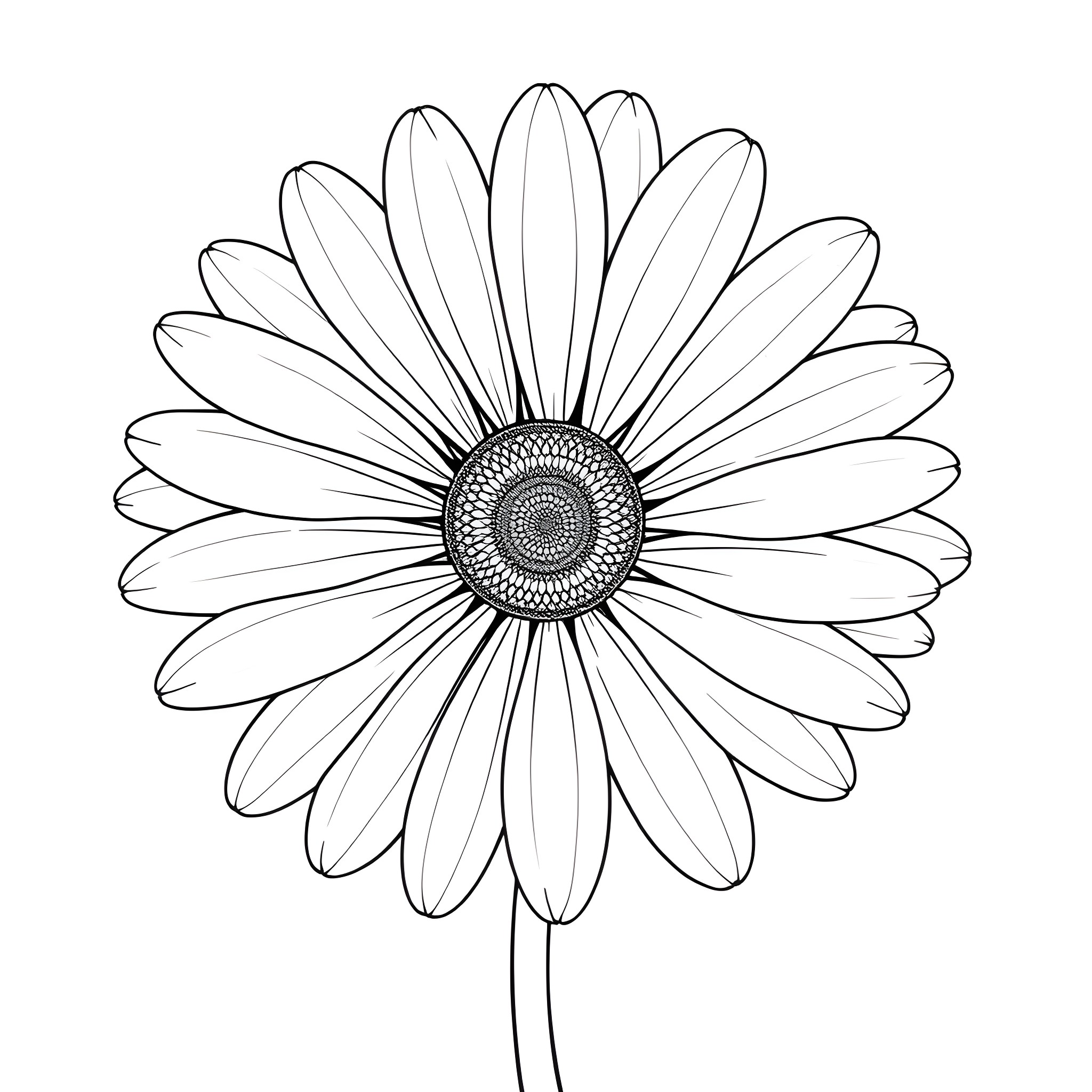 Daisy flower in simple black and white outline Coloring Page (free black-and-white line drawing printable PDF for all, from beginners to advanced learners, including children, teens, adults, and seniors)