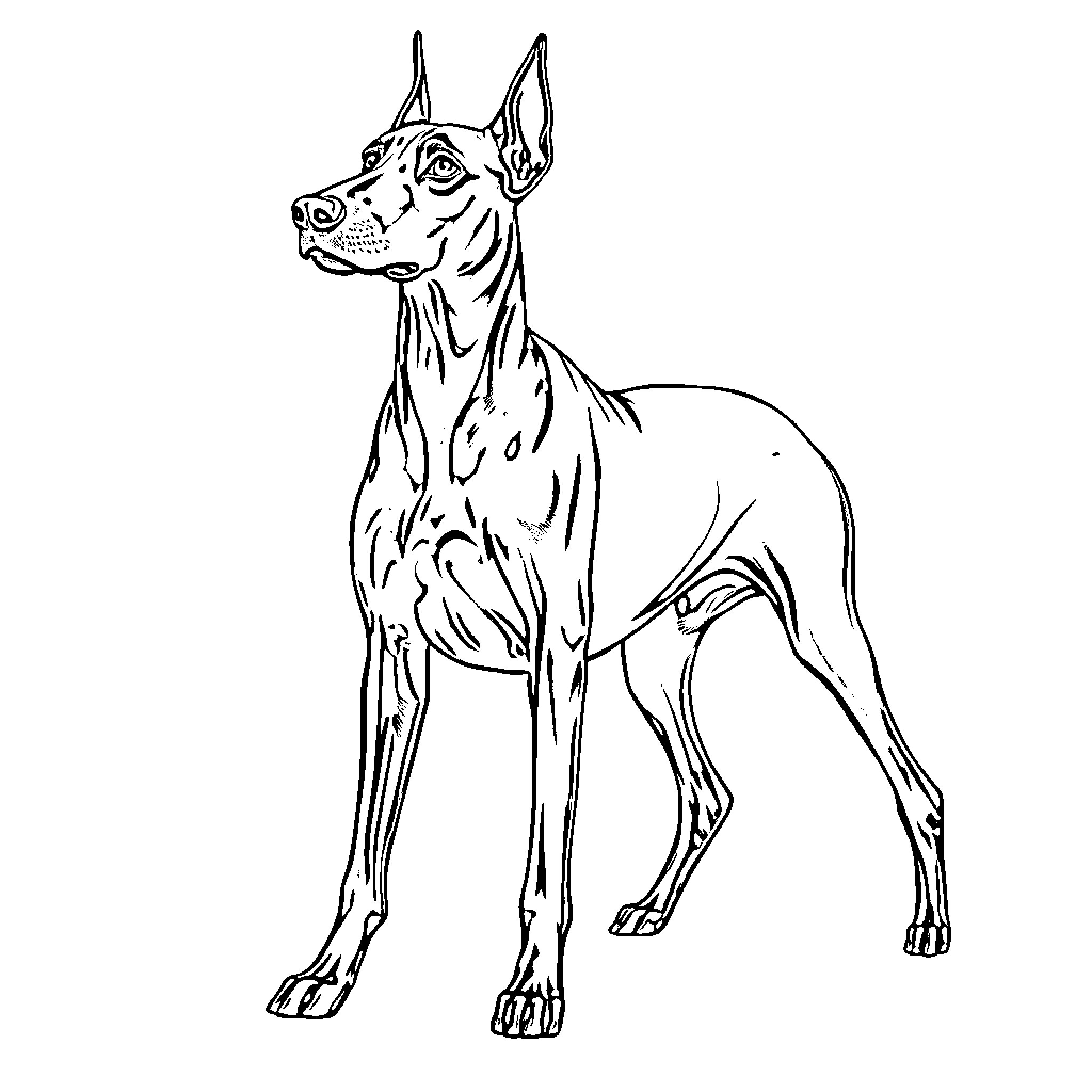 Doberman standing alert and attentive Coloring Page (free black-and-white line drawing printable PDF for all, from beginners to advanced learners, including children, teens, adults, and seniors)