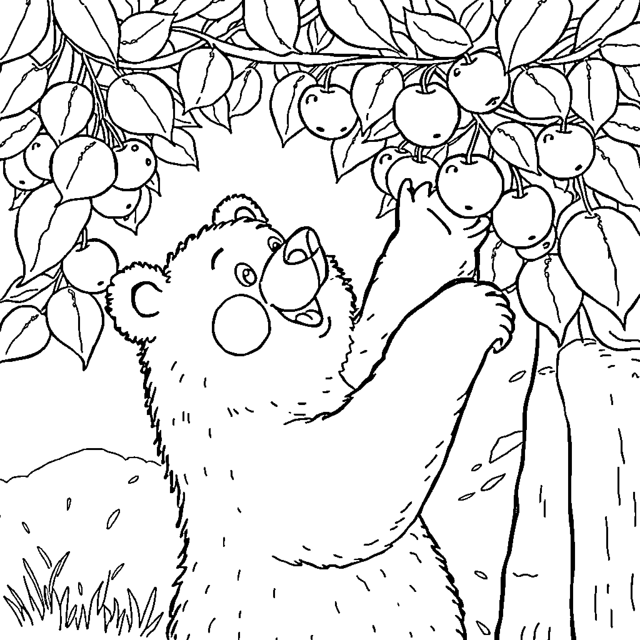 Bear enjoying apples in a tree Coloring Page (free black-and-white line drawing printable PDF for all, from beginners to advanced learners, including children, teens, adults, and seniors)
