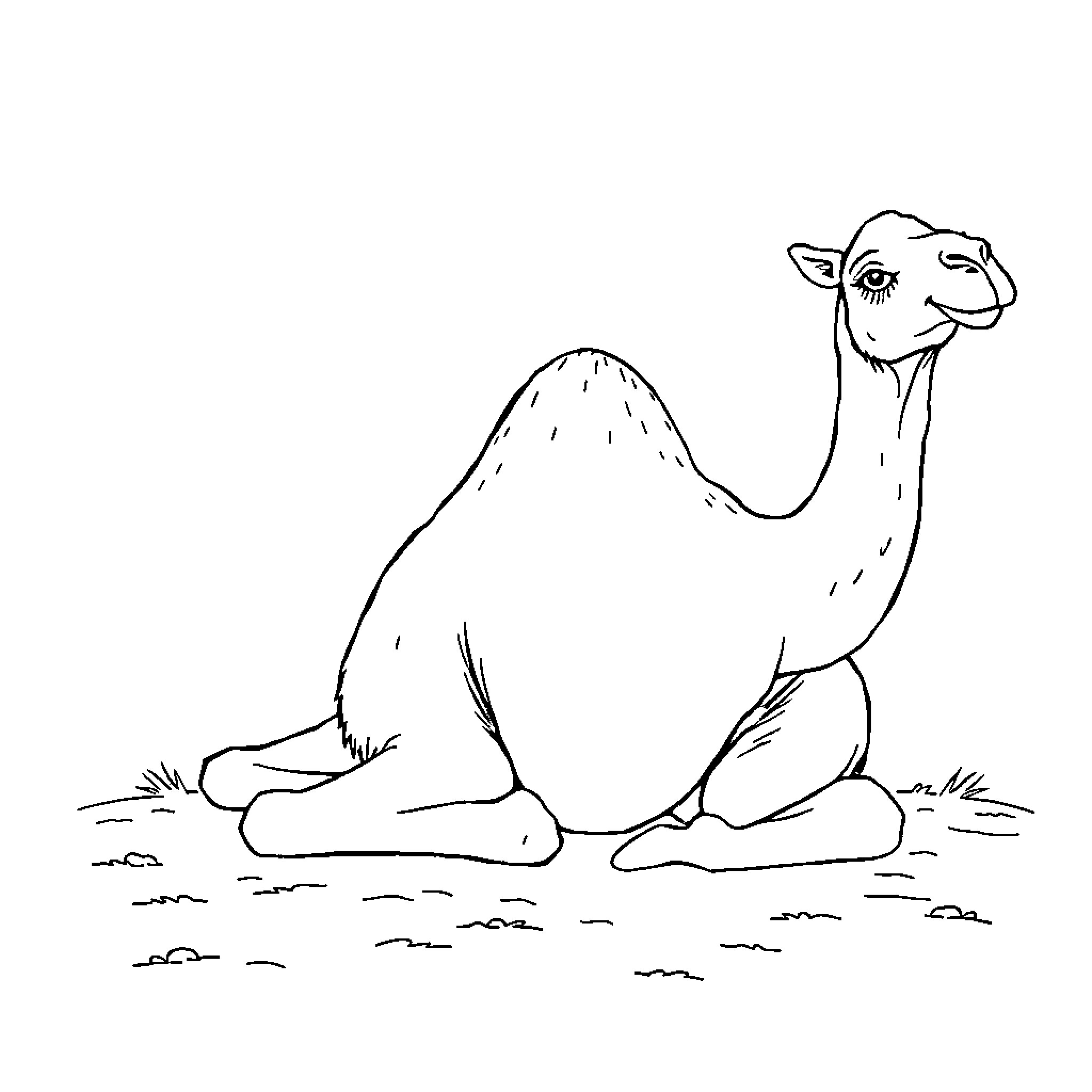 Camel resting peacefully on the desert ground Coloring Page (free black-and-white line drawing printable PDF for all, from beginners to advanced learners, including children, teens, adults, and seniors)