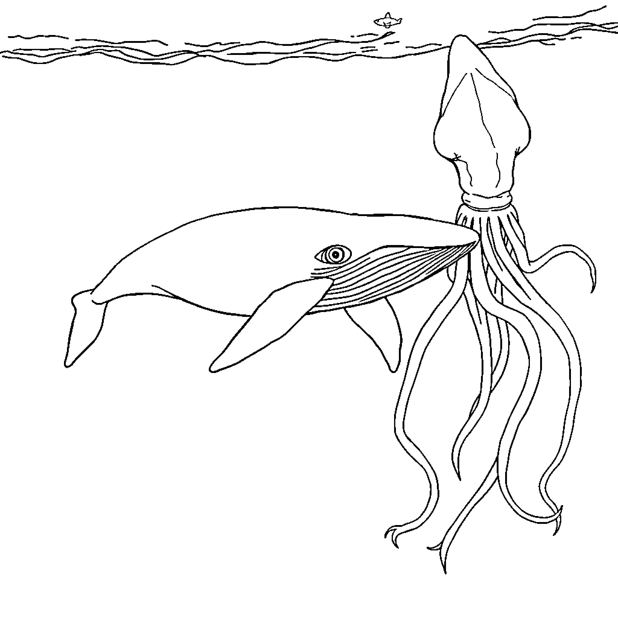 Sperm Whale swimming alongside a giant squid Coloring Page (free black-and-white line drawing printable PDF for all, from beginners to advanced learners, including children, teens, adults, and seniors)