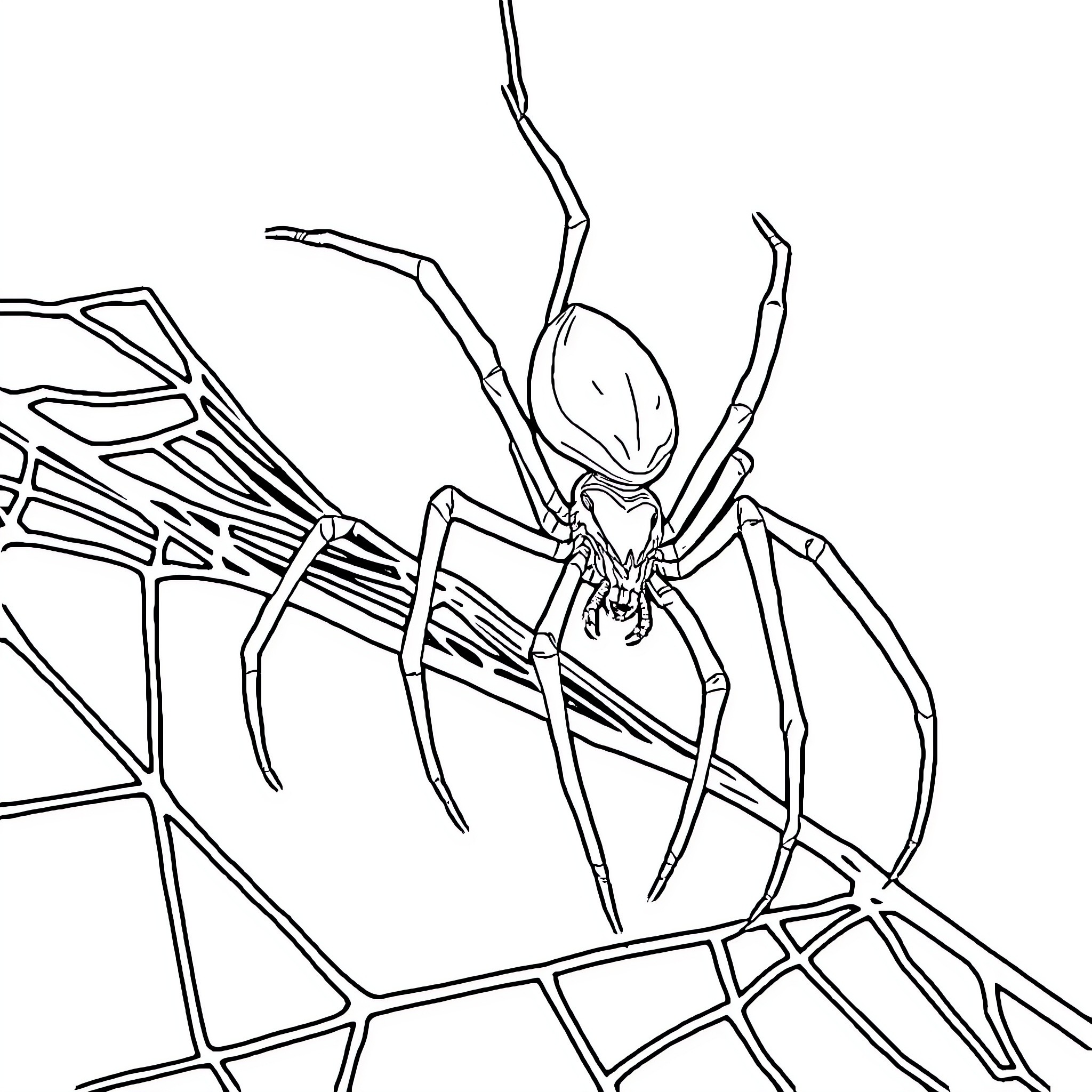 Spider climbing on intricate web Coloring Page (free black-and-white line drawing printable PDF for all, from beginners to advanced learners, including children, teens, adults, and seniors)