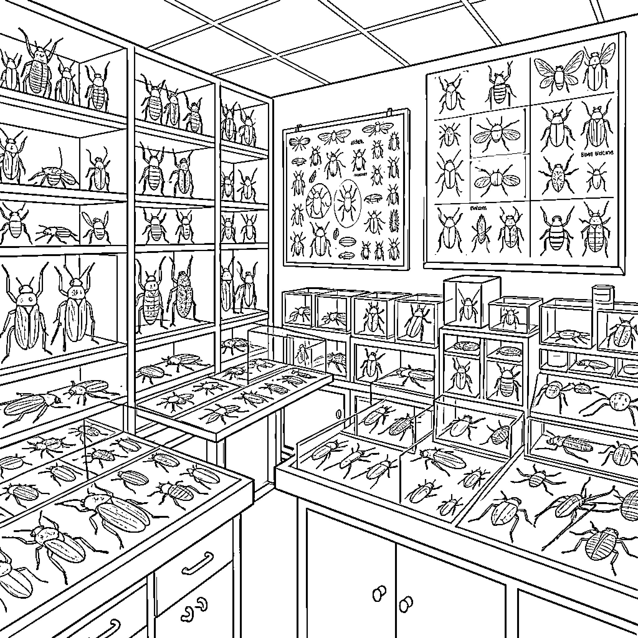 Insect specimens and exhibits in a museum display Coloring Page (free black-and-white line drawing printable PDF for all, from beginners to advanced learners, including children, teens, adults, and seniors)