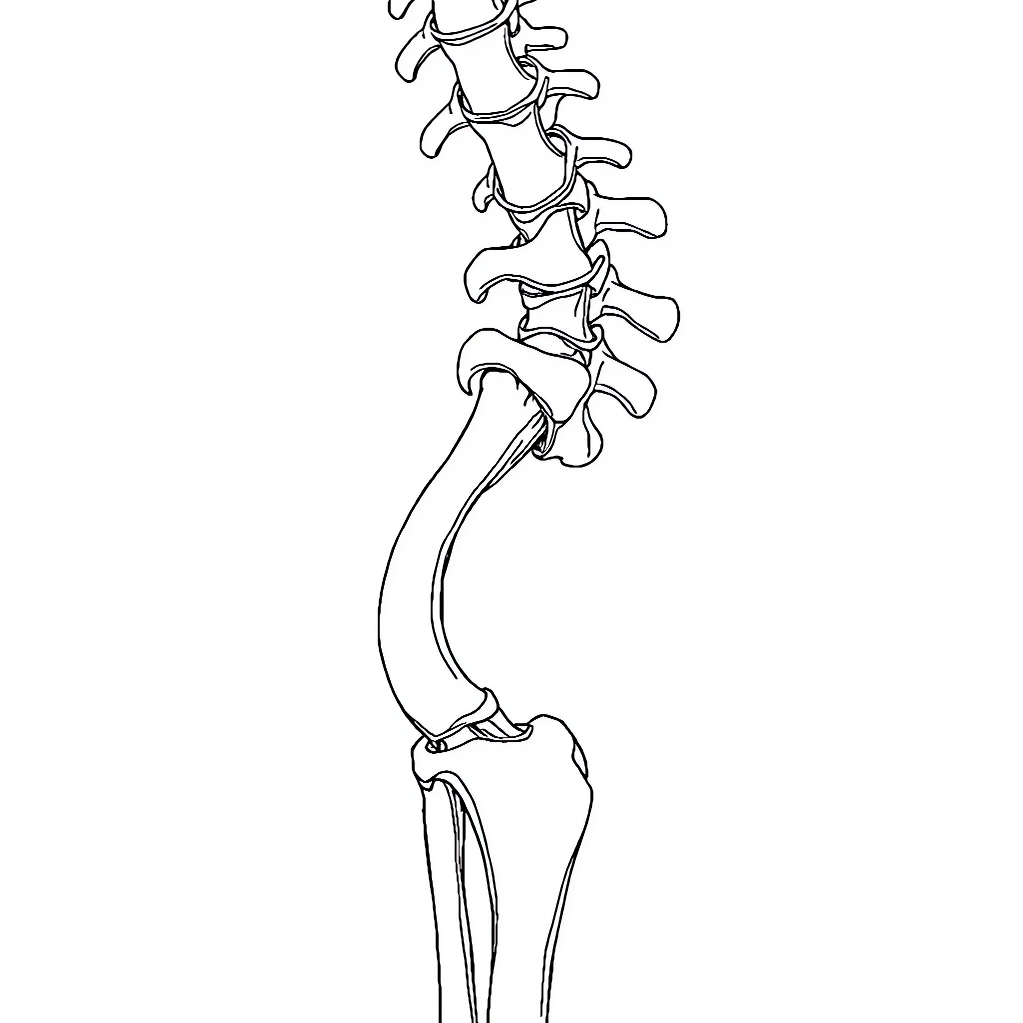 Human Joint Spine Structure Anatomy Coloring Page (free black-and-white line drawing printable PDF for all, from beginners to advanced learners, including children, teens, adults, and seniors)