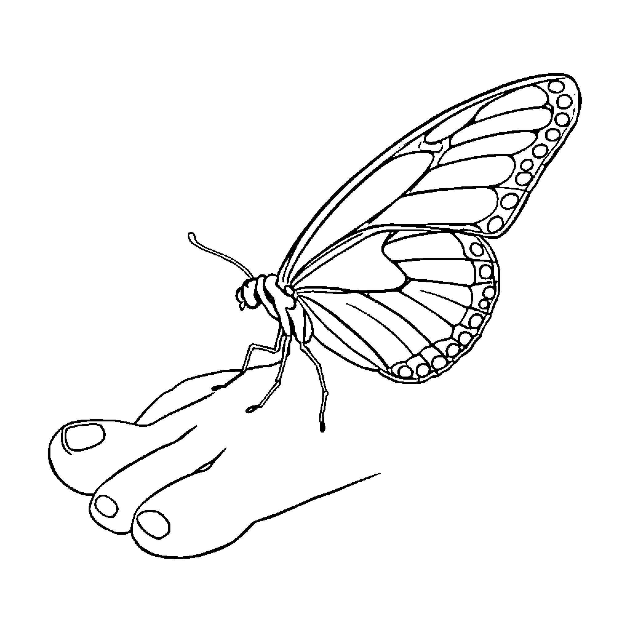 Butterfly taking flight with intricate wings Coloring Page (free black-and-white line drawing printable PDF for all, from beginners to advanced learners, including children, teens, adults, and seniors)