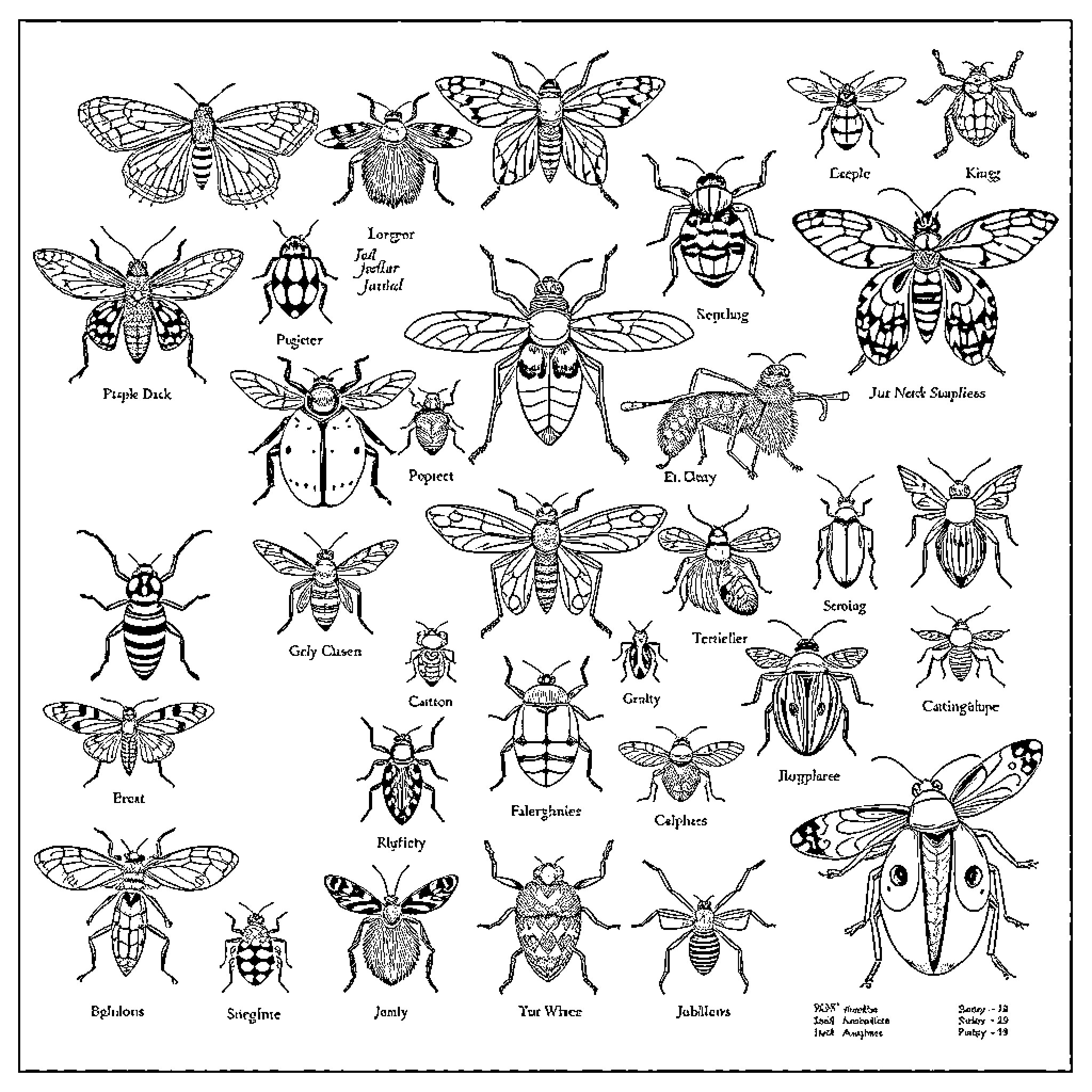 Bug Illustrations Depicting Various Insects and Their Names Coloring Page (free black-and-white line drawing printable PDF for all, from beginners to advanced learners, including children, teens, adults, and seniors)