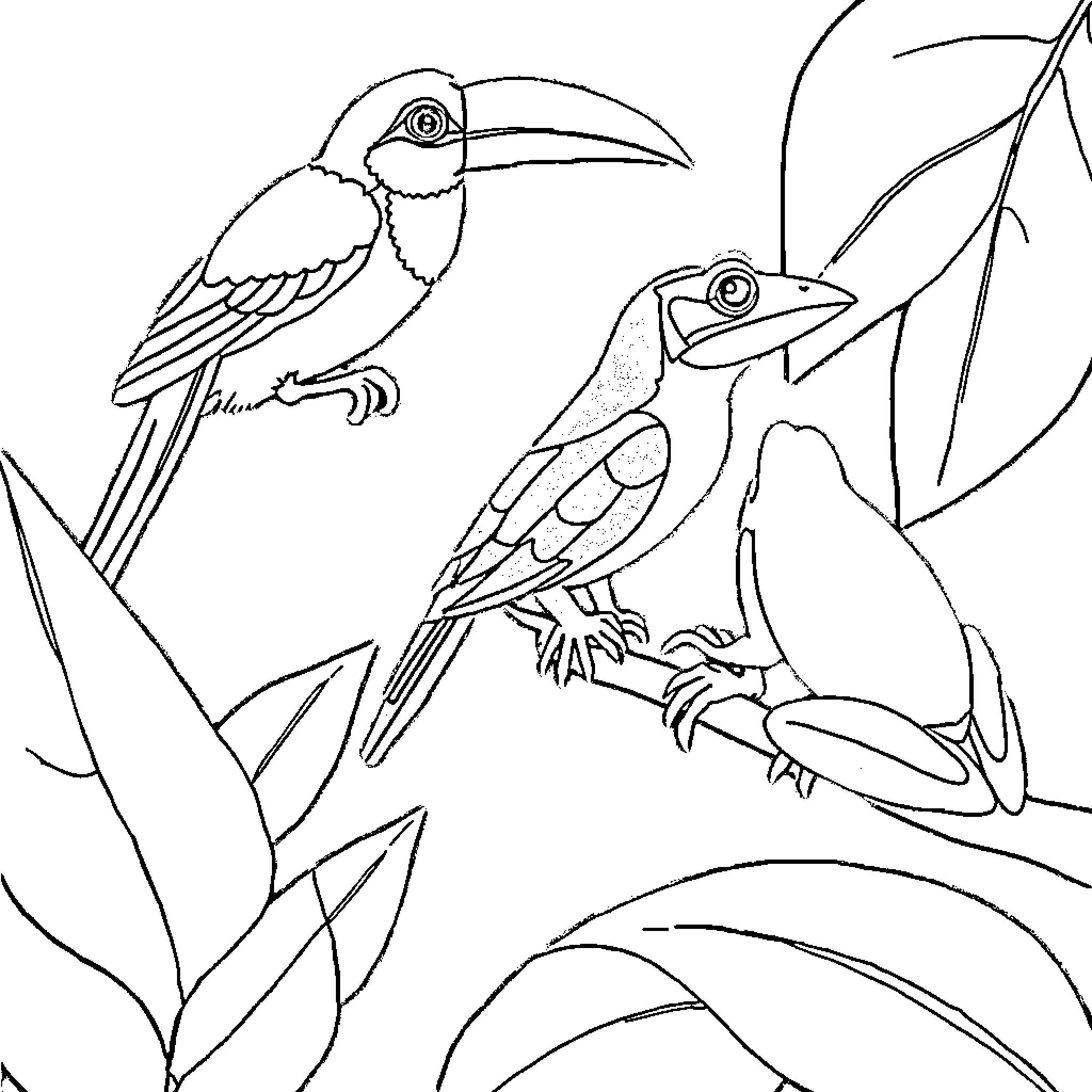 Animal pair of tropical birds in nature Coloring Page (free black-and-white line drawing printable PDF for all, from beginners to advanced learners, including children, teens, adults, and seniors)