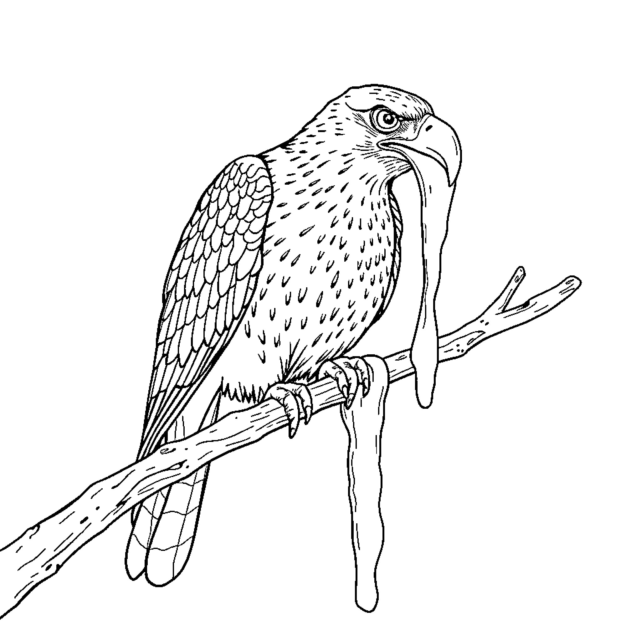 Hawk perched on a branch, in a detailed sketch Coloring Page (free black-and-white line drawing printable PDF for all, from beginners to advanced learners, including children, teens, adults, and seniors)
