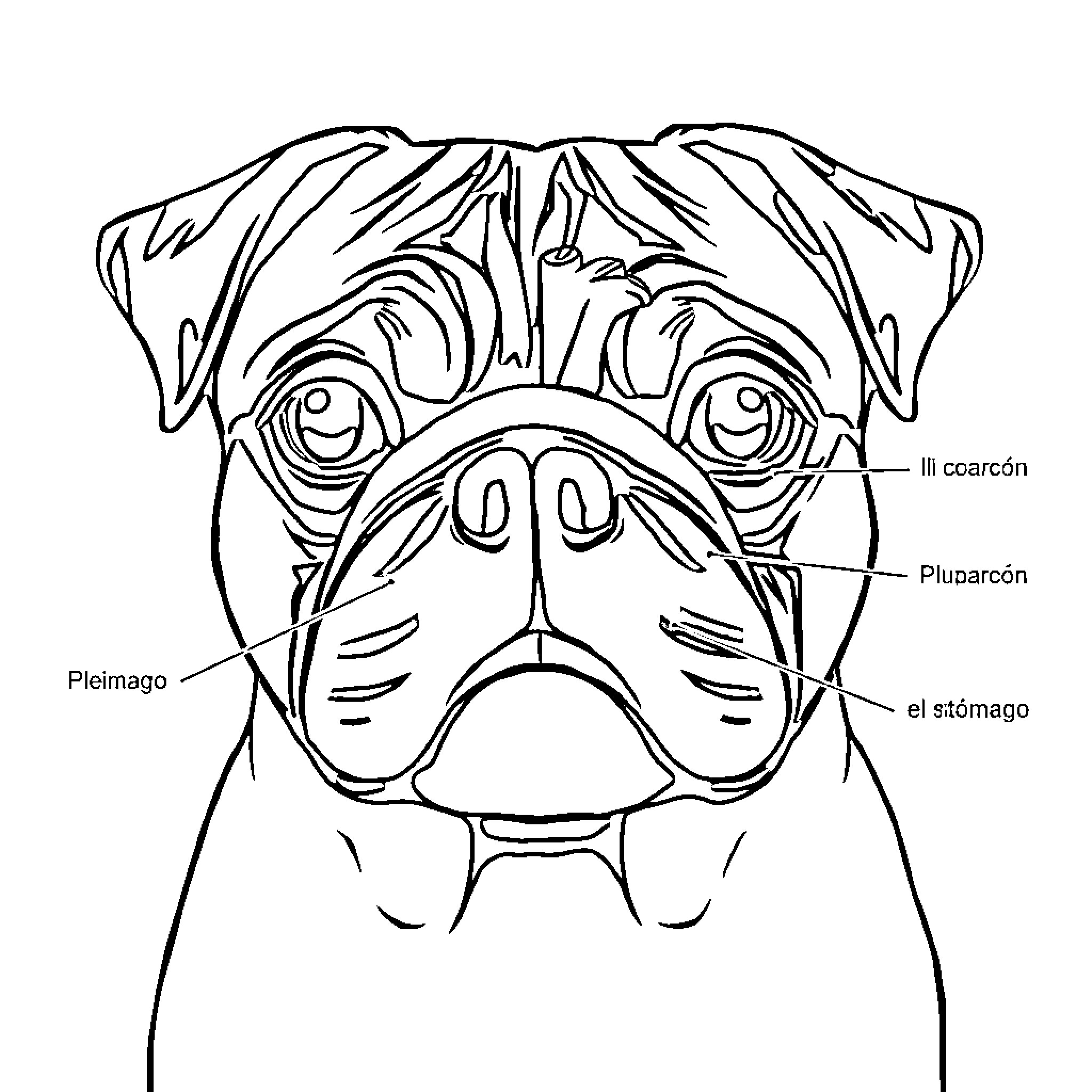Pug's Expressive Face and Features Coloring Page (free black-and-white line drawing printable PDF for all, from beginners to advanced learners, including children, teens, adults, and seniors)