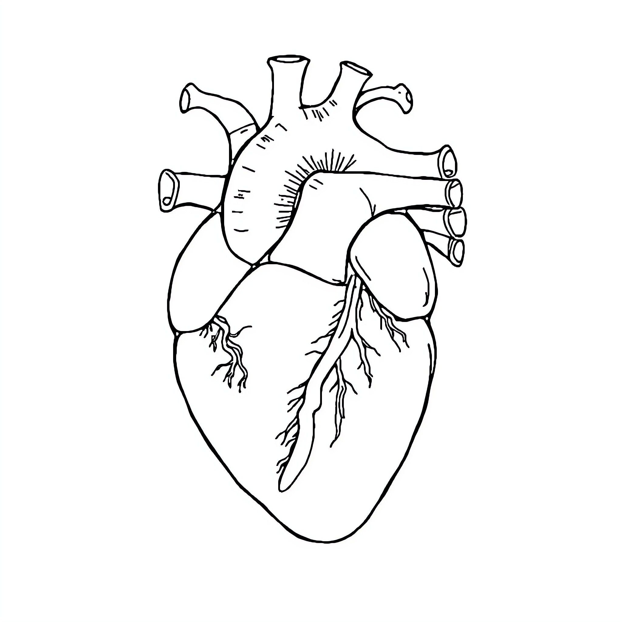 Heart's Anatomy: A Detailed Sketch Coloring Page (free black-and-white line drawing printable PDF for all, from beginners to advanced learners, including children, teens, adults, and seniors)