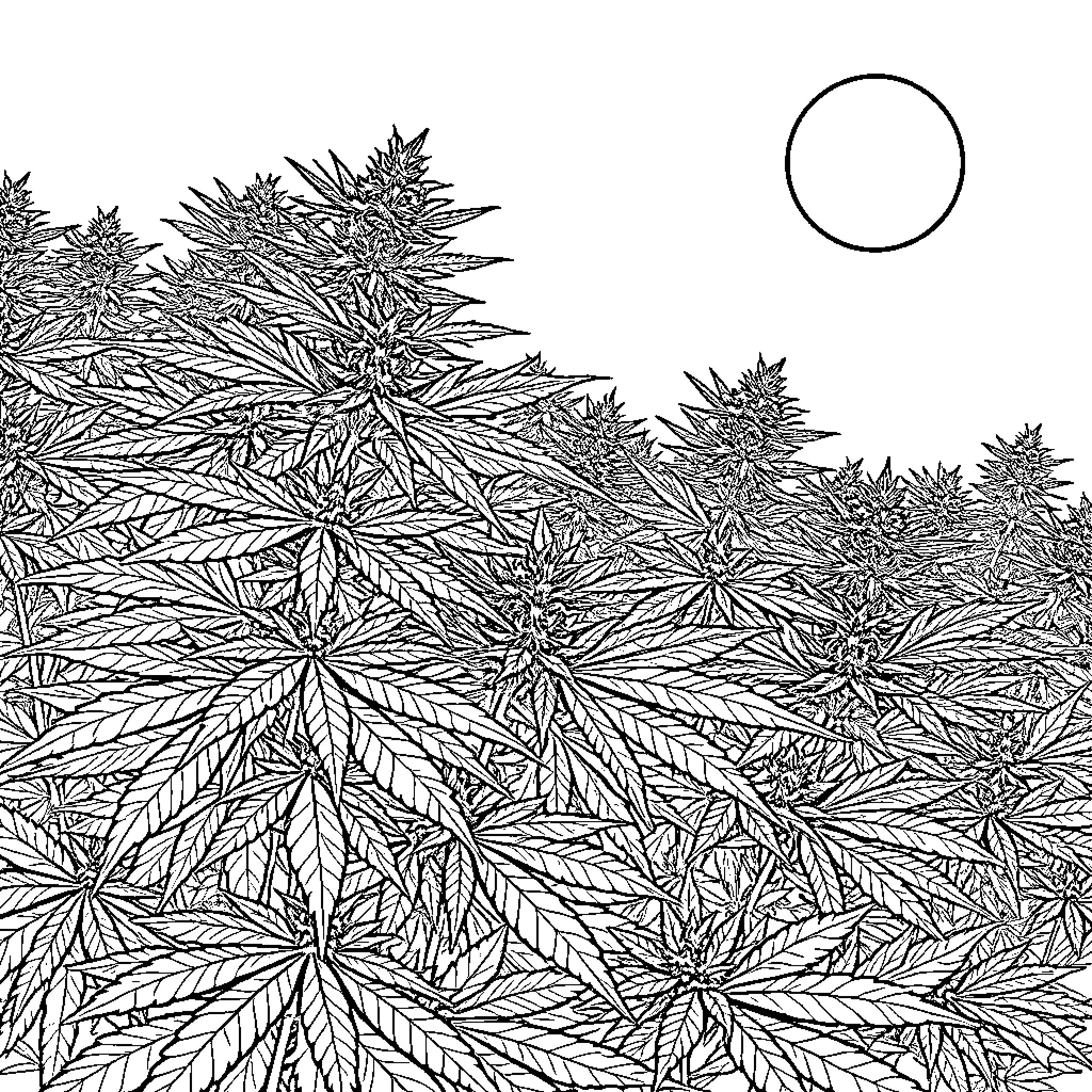 Cannabis plants growing under the moonlight Coloring Page (free black-and-white line drawing printable PDF for all, from beginners to advanced learners, including children, teens, adults, and seniors)