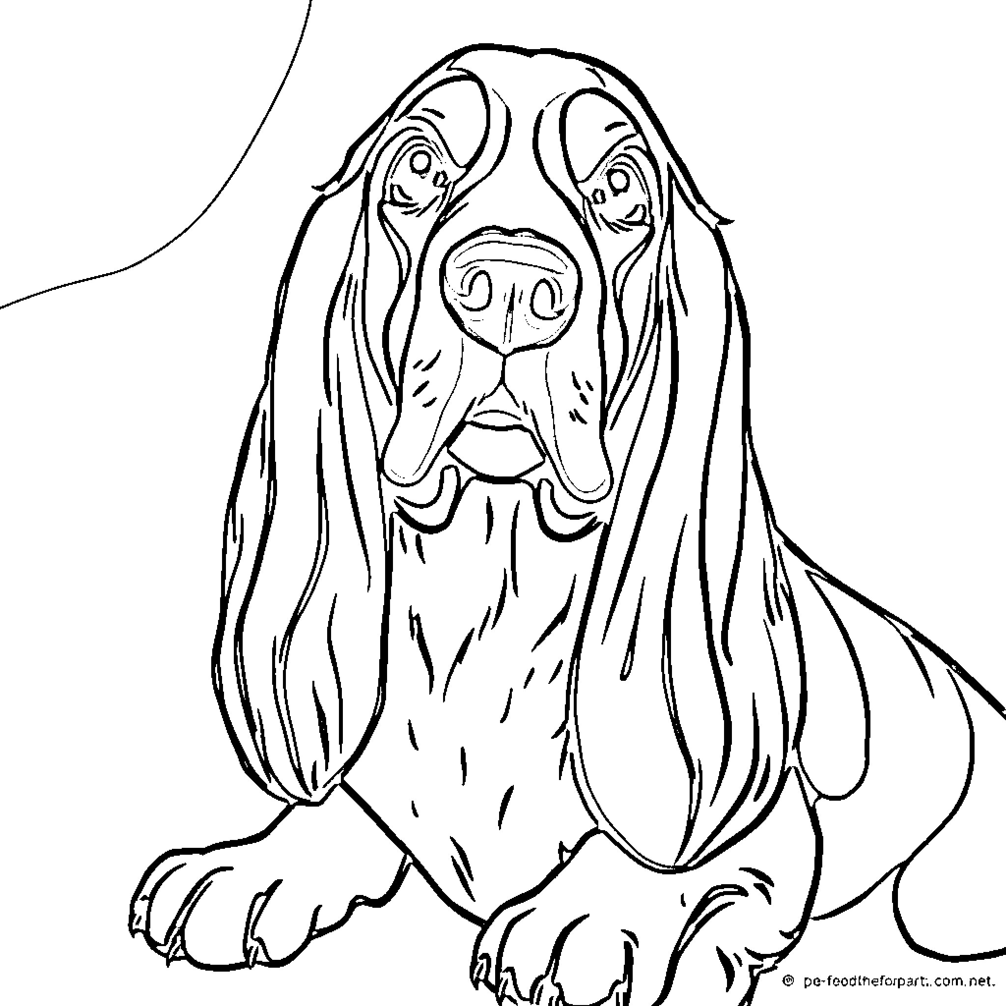 Basset Hound with Droopy Features Coloring Page (free black-and-white line drawing printable PDF for all, from beginners to advanced learners, including children, teens, adults, and seniors)