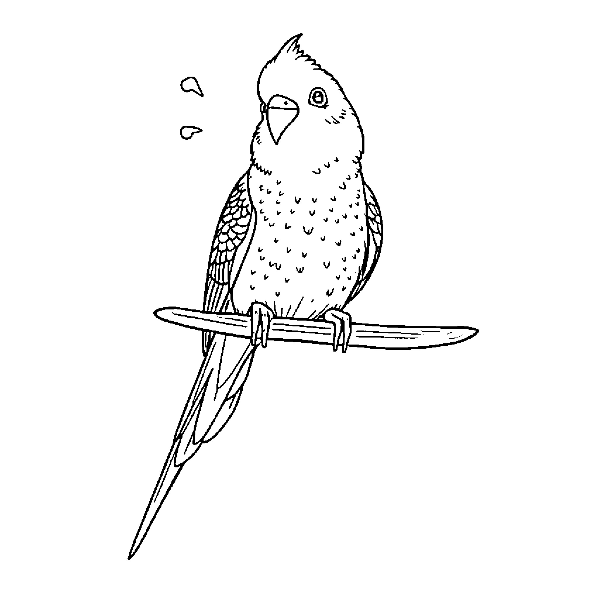 Budgie bird perched on branch Coloring Page (free black-and-white line drawing printable PDF for all, from beginners to advanced learners, including children, teens, adults, and seniors)