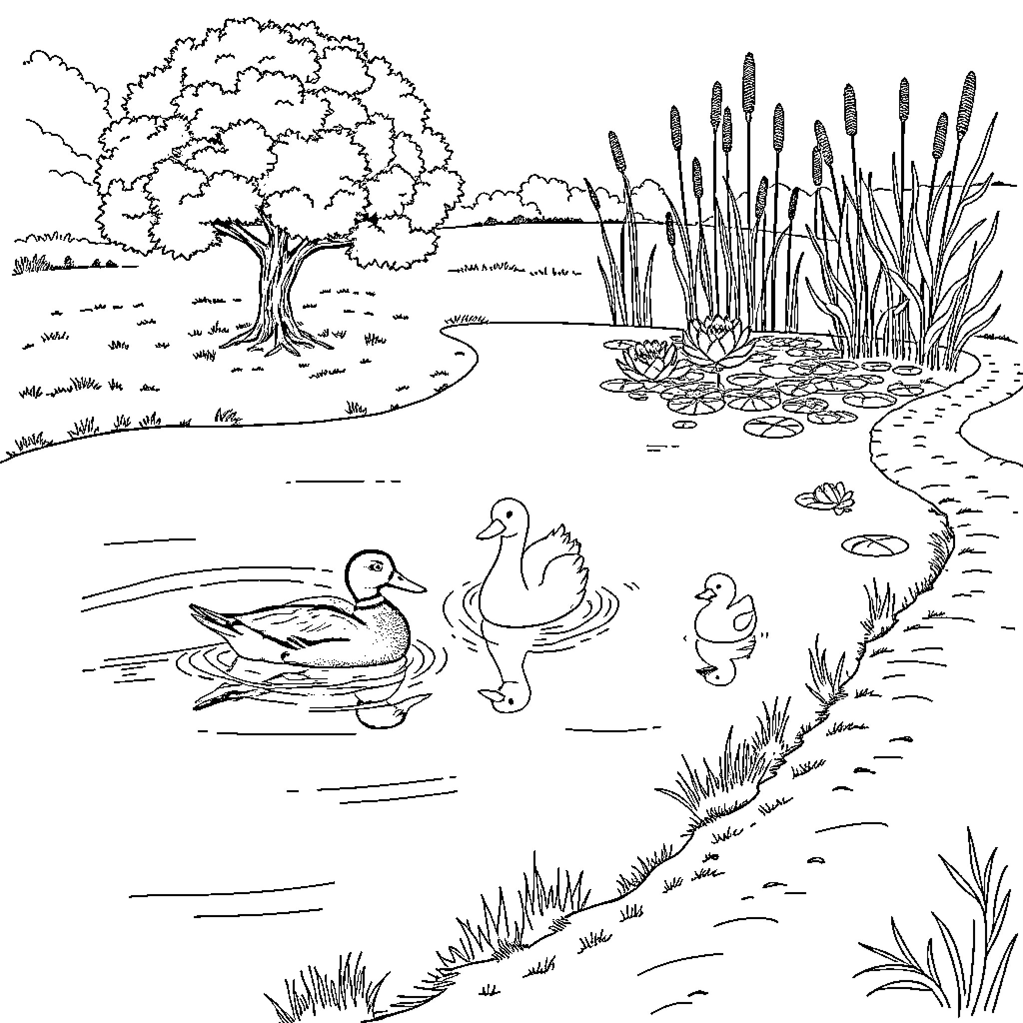 Ducks swimming in a tranquil pond with reeds and trees Coloring Page (free black-and-white line drawing printable PDF for all, from beginners to advanced learners, including children, teens, adults, and seniors)