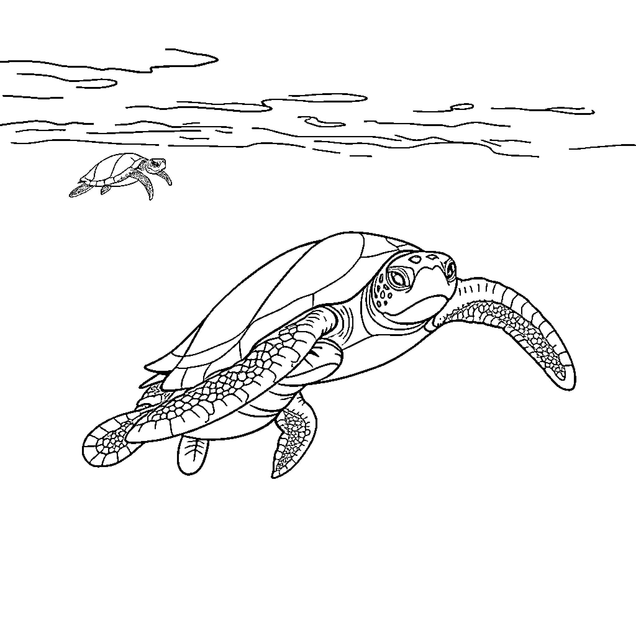 Sea Turtles swimming in the ocean Coloring Page (free black-and-white line drawing printable PDF for all, from beginners to advanced learners, including children, teens, adults, and seniors)