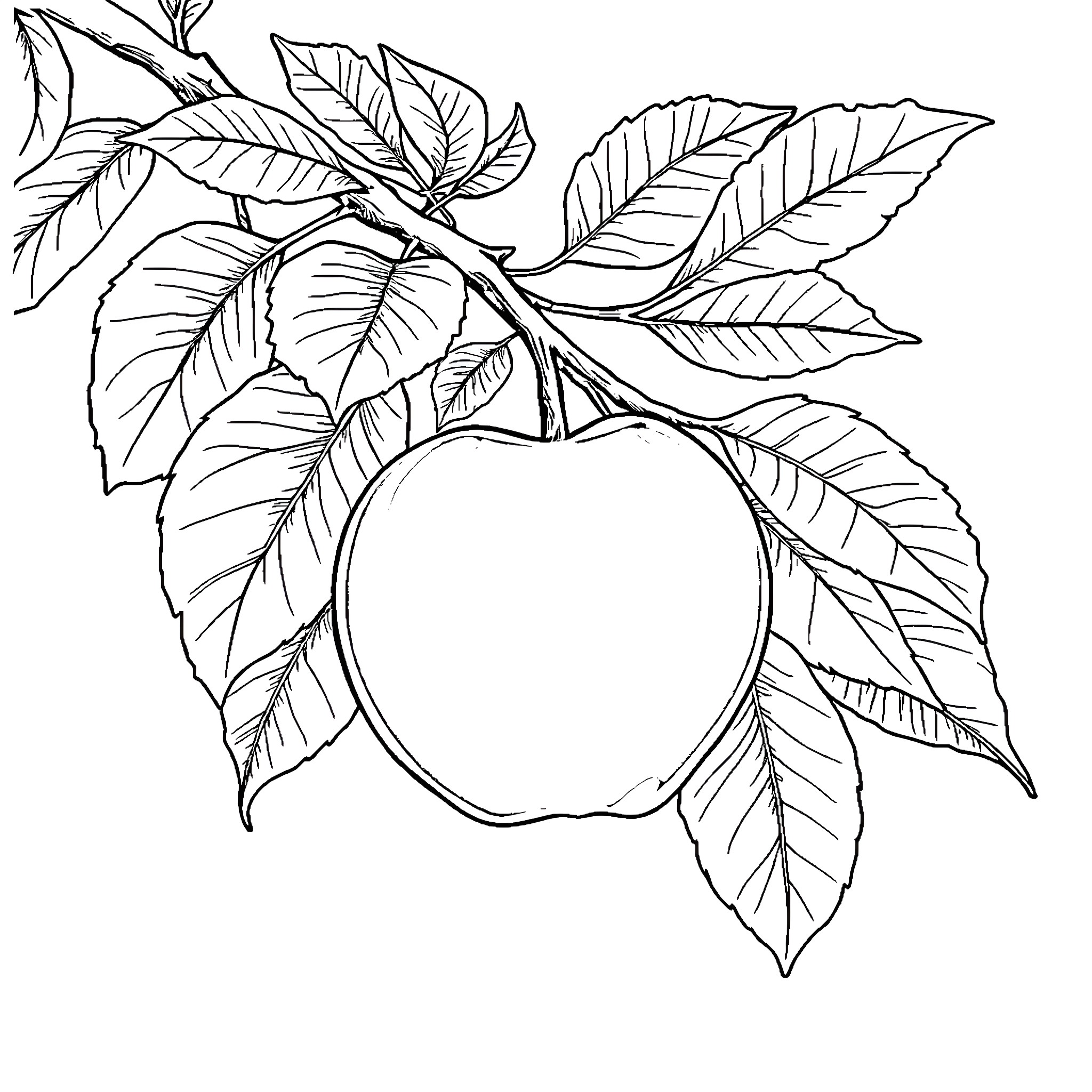 Apple with detailed leaves Coloring Page (free black-and-white line drawing printable PDF for all, from beginners to advanced learners, including children, teens, adults, and seniors)