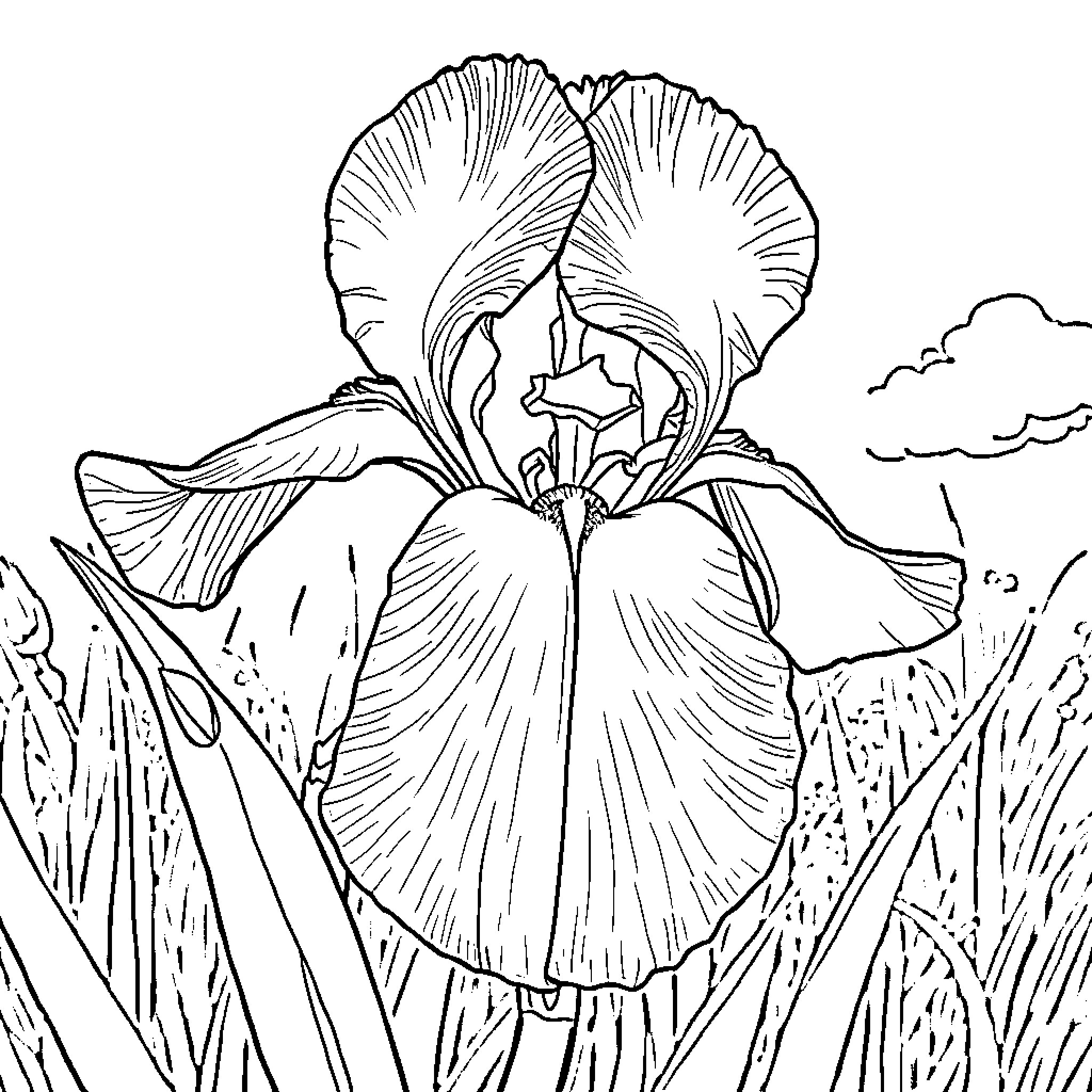 Iris flower in nature's embrace Coloring Page (free black-and-white line drawing printable PDF for all, from beginners to advanced learners, including children, teens, adults, and seniors)