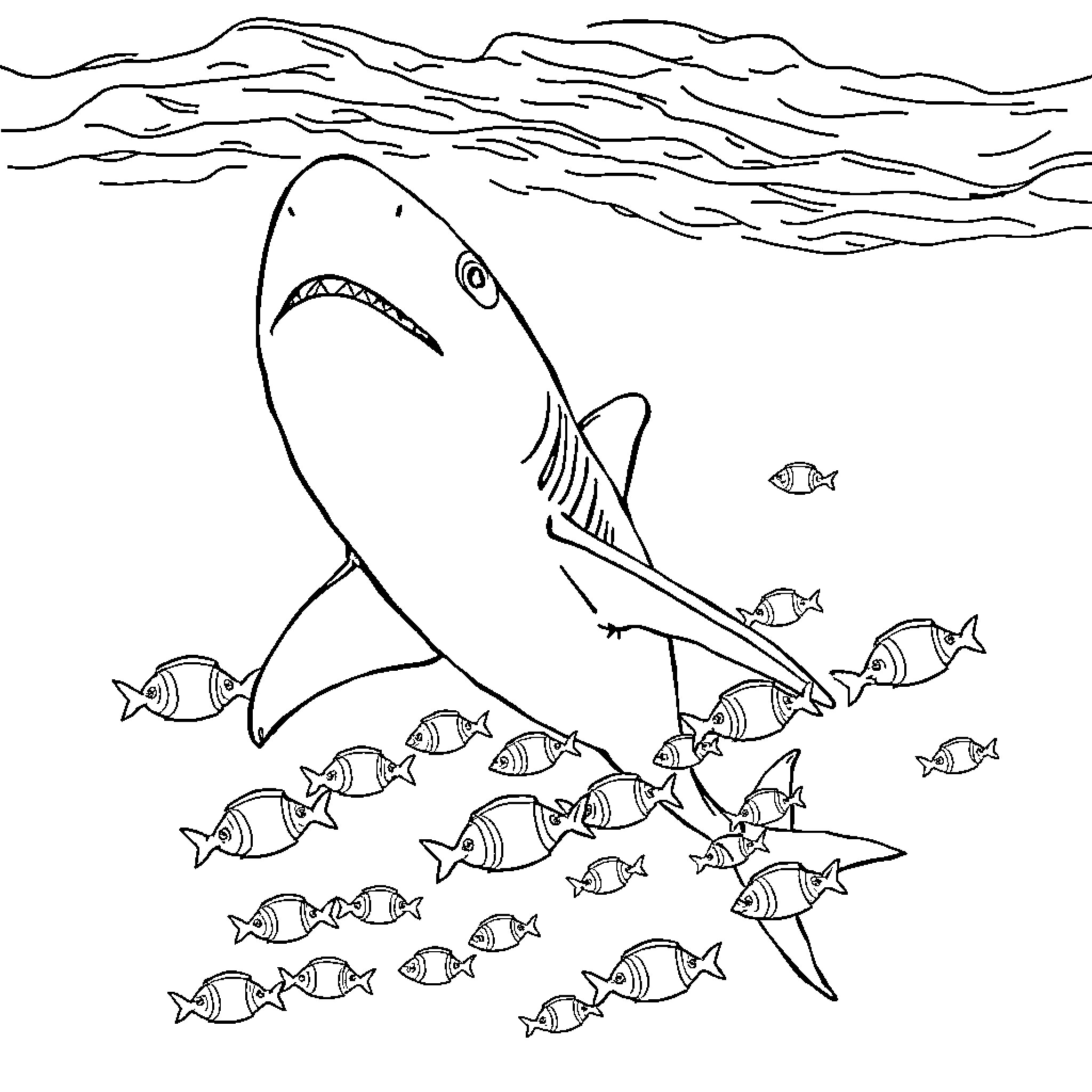 Shark hunting smaller fish in the ocean Coloring Page (free black-and-white line drawing printable PDF for all, from beginners to advanced learners, including children, teens, adults, and seniors)