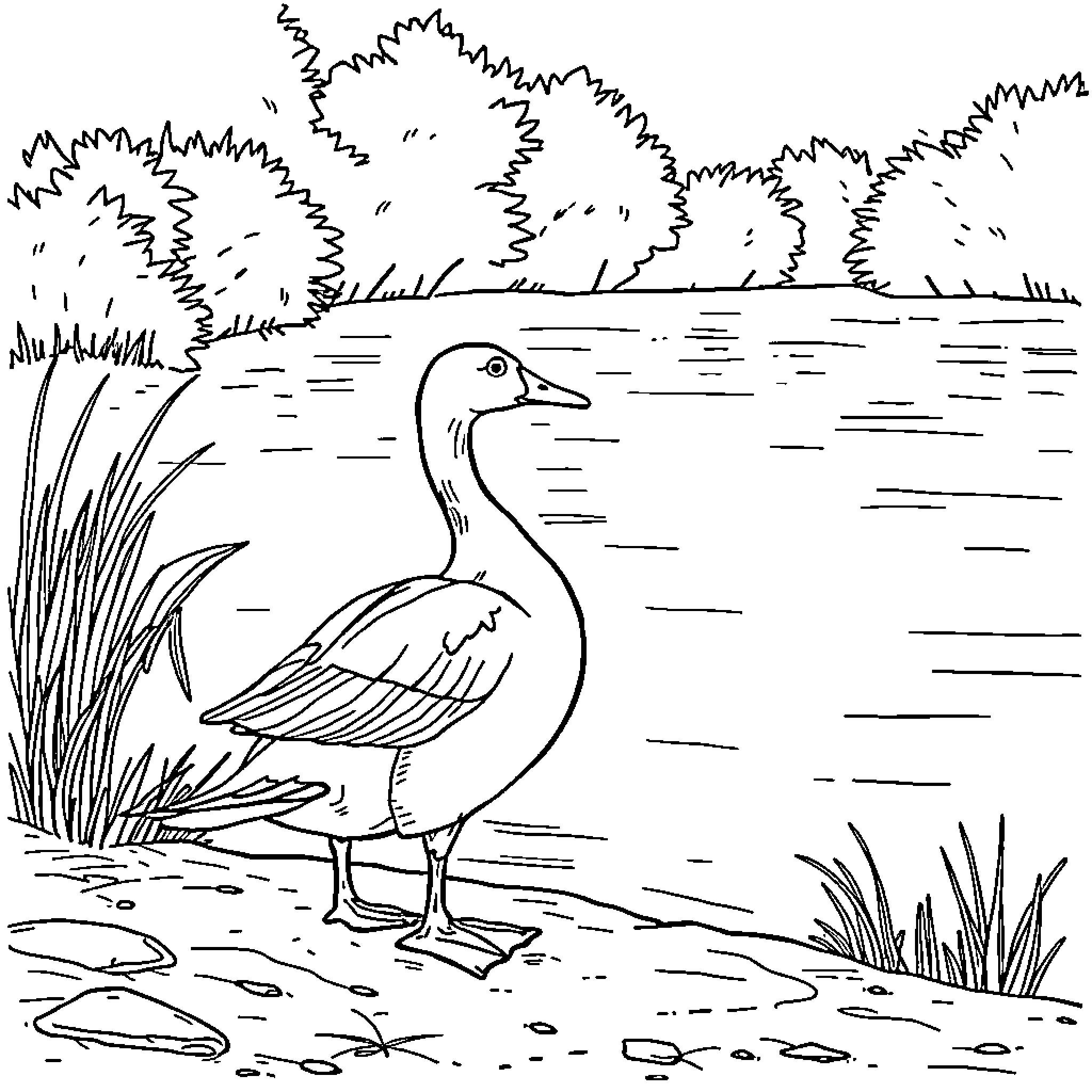 Duck waddling by the lake Coloring Page (free black-and-white line drawing printable PDF for all, from beginners to advanced learners, including children, teens, adults, and seniors)