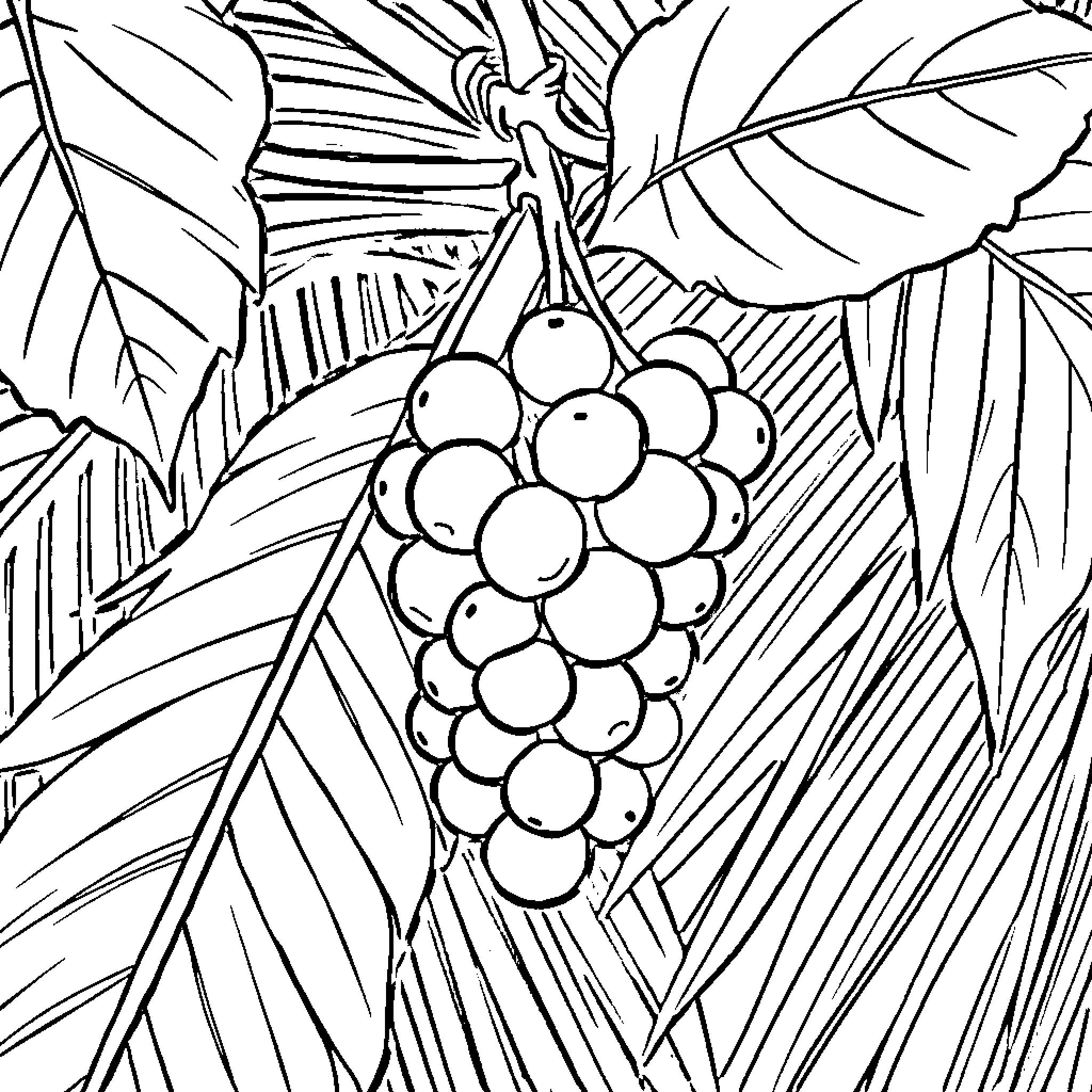 Grape bunches on lush tropical foliage Coloring Page (free black-and-white line drawing printable PDF for all, from beginners to advanced learners, including children, teens, adults, and seniors)