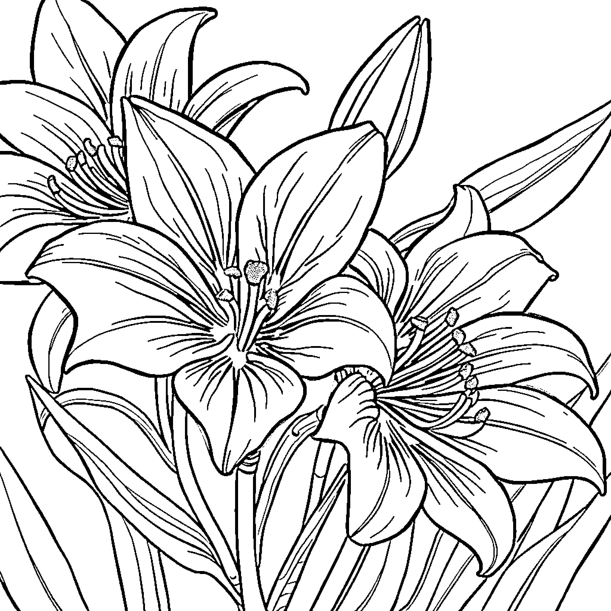 Lily flowers in bloom Coloring Page (free black-and-white line drawing printable PDF for all, from beginners to advanced learners, including children, teens, adults, and seniors)