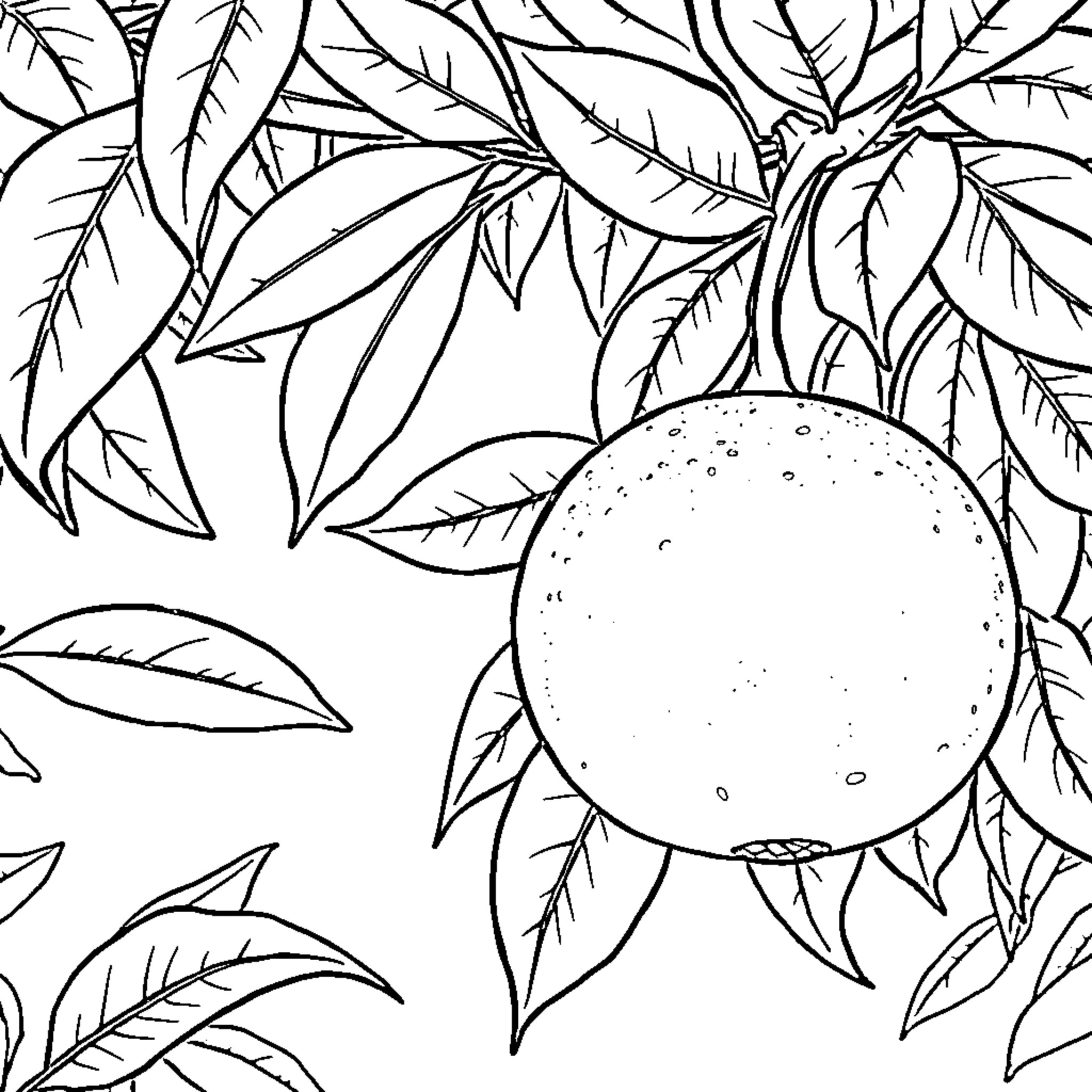 Orange foliage and fruit in tropical garden Coloring Page (free black-and-white line drawing printable PDF for all, from beginners to advanced learners, including children, teens, adults, and seniors)