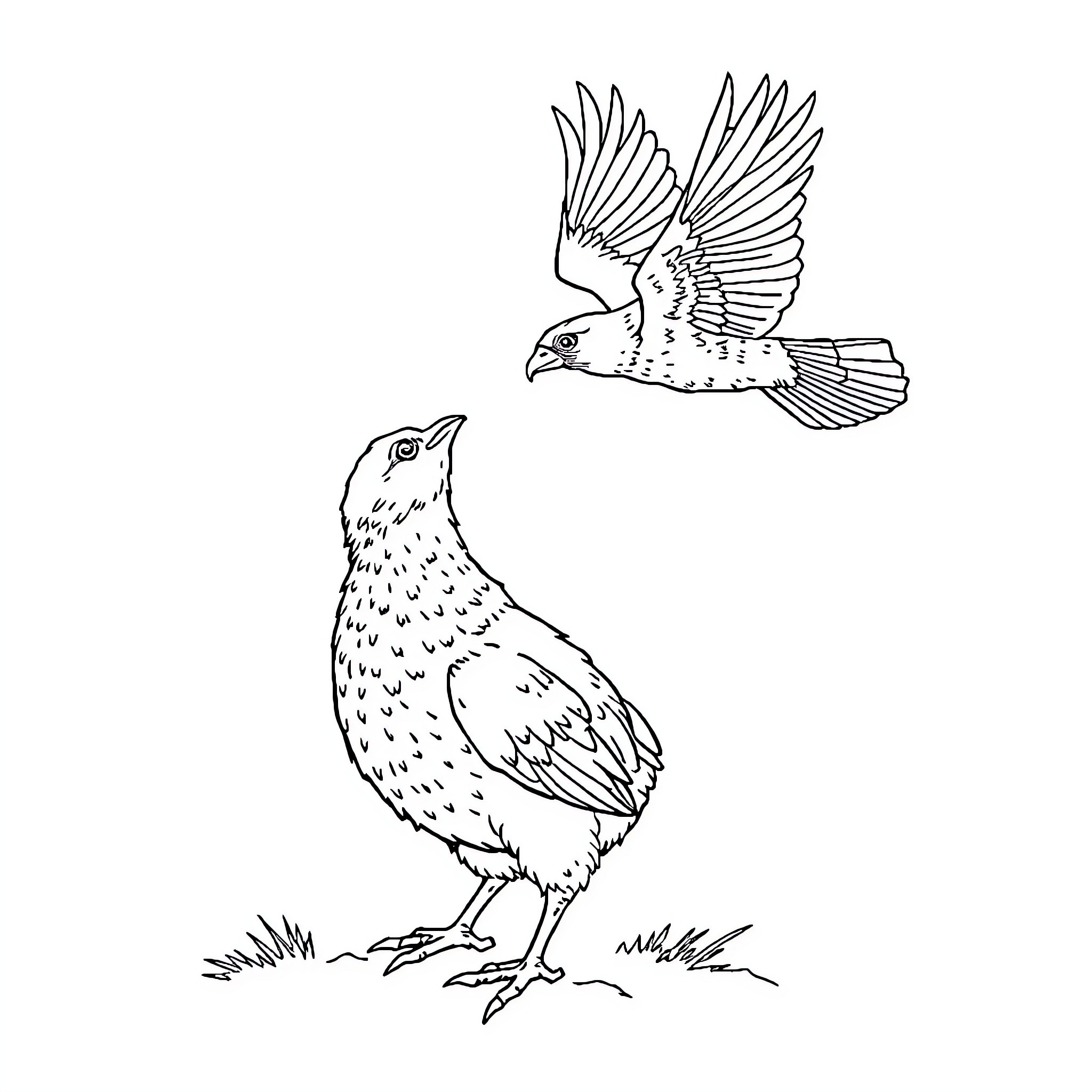 Chiva birds in flight and on the ground Coloring Page (free black-and-white line drawing printable PDF for all, from beginners to advanced learners, including children, teens, adults, and seniors)