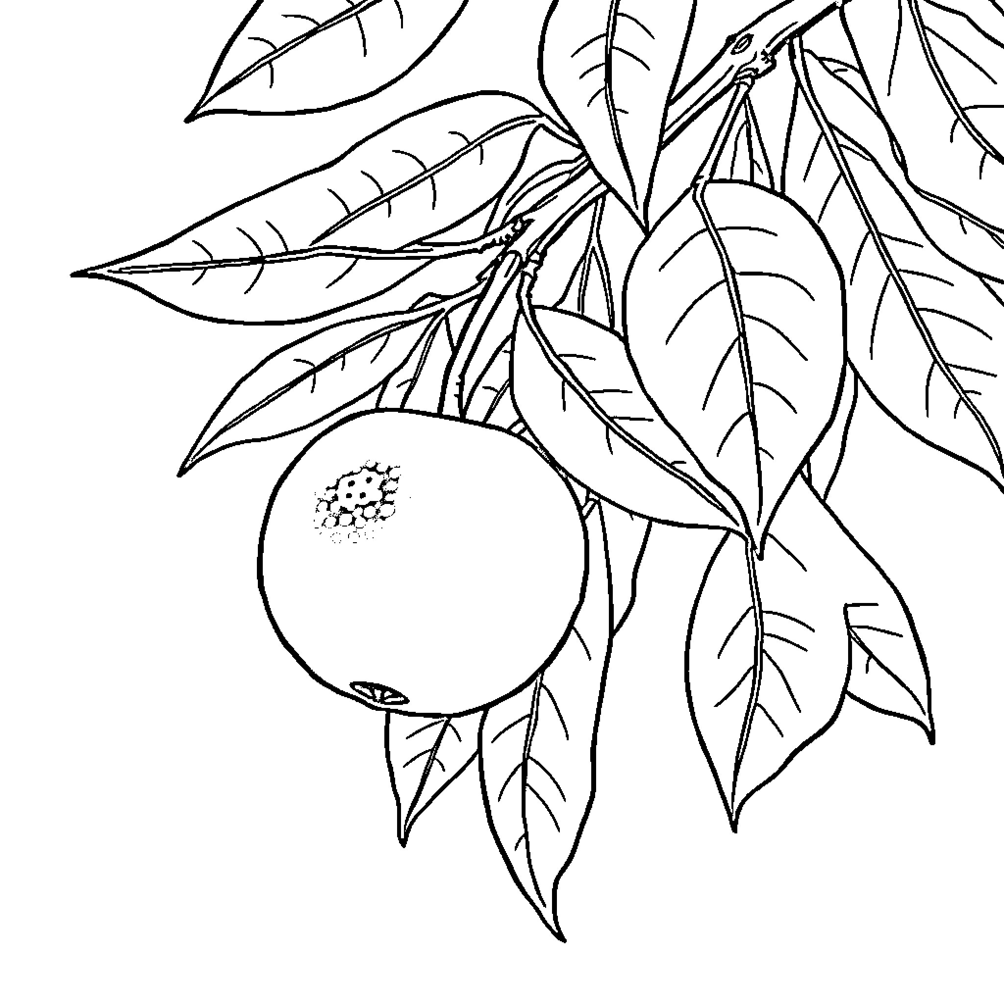Orange fruit on leafy branch Coloring Page (free black-and-white line drawing printable PDF for all, from beginners to advanced learners, including children, teens, adults, and seniors)